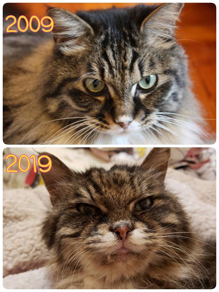 這隻貓貓已經16歲了!主人希望可能再接再厲,挑戰#20yearschallange!(Facebook圖片:天下貓貓一樣貓群組) 這隻貓貓已經16歲了!主人希望可能再接再厲,挑戰#20yearschallange!(Facebook圖片:天下貓貓一樣貓群組)