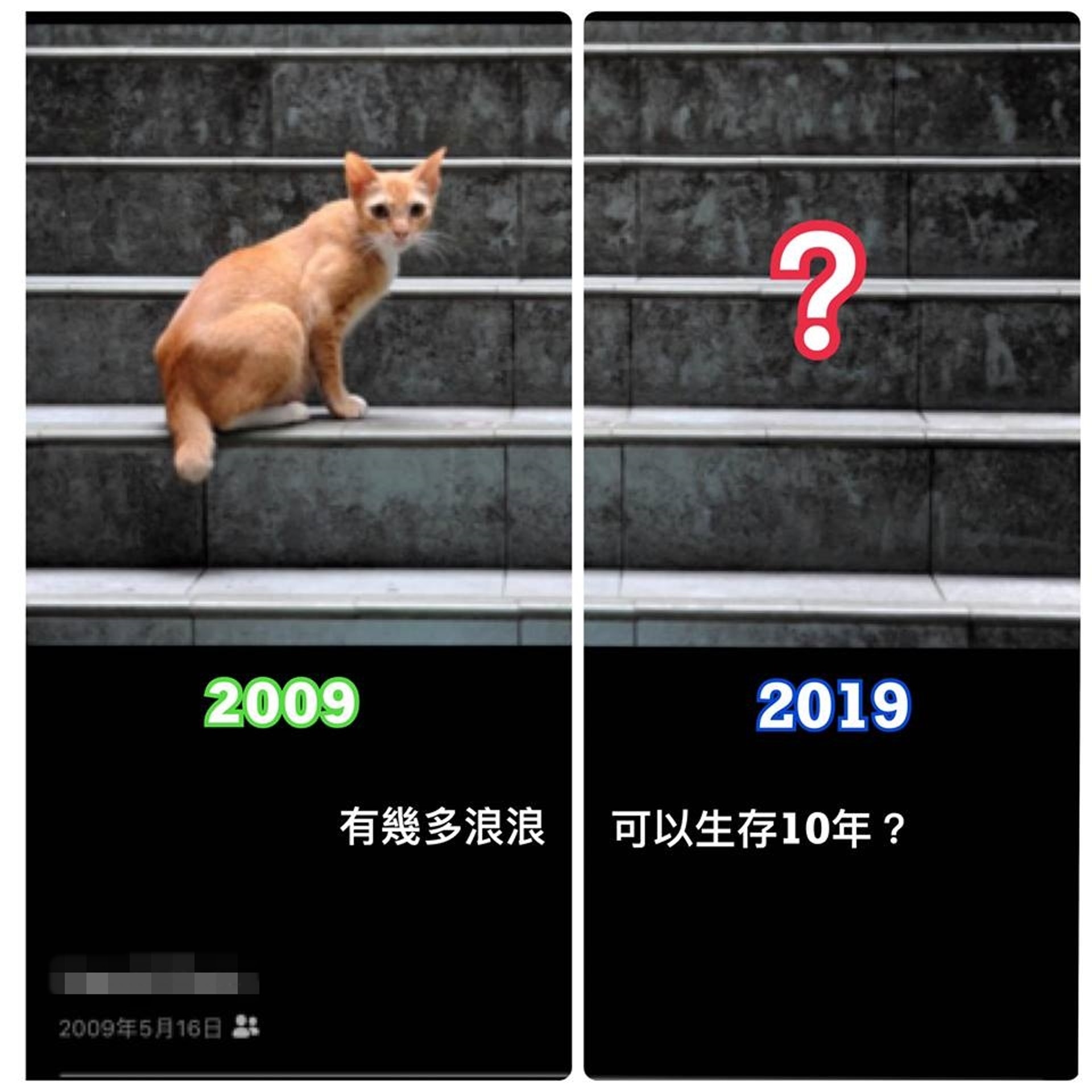 有網友貼出10年前在灣仔拍下的浪貓照片。(Facebook圖片:天下貓貓一樣貓群組) 有網友貼出10年前在灣仔拍下的浪貓照片。(Facebook圖片:天下貓貓一樣貓群組)