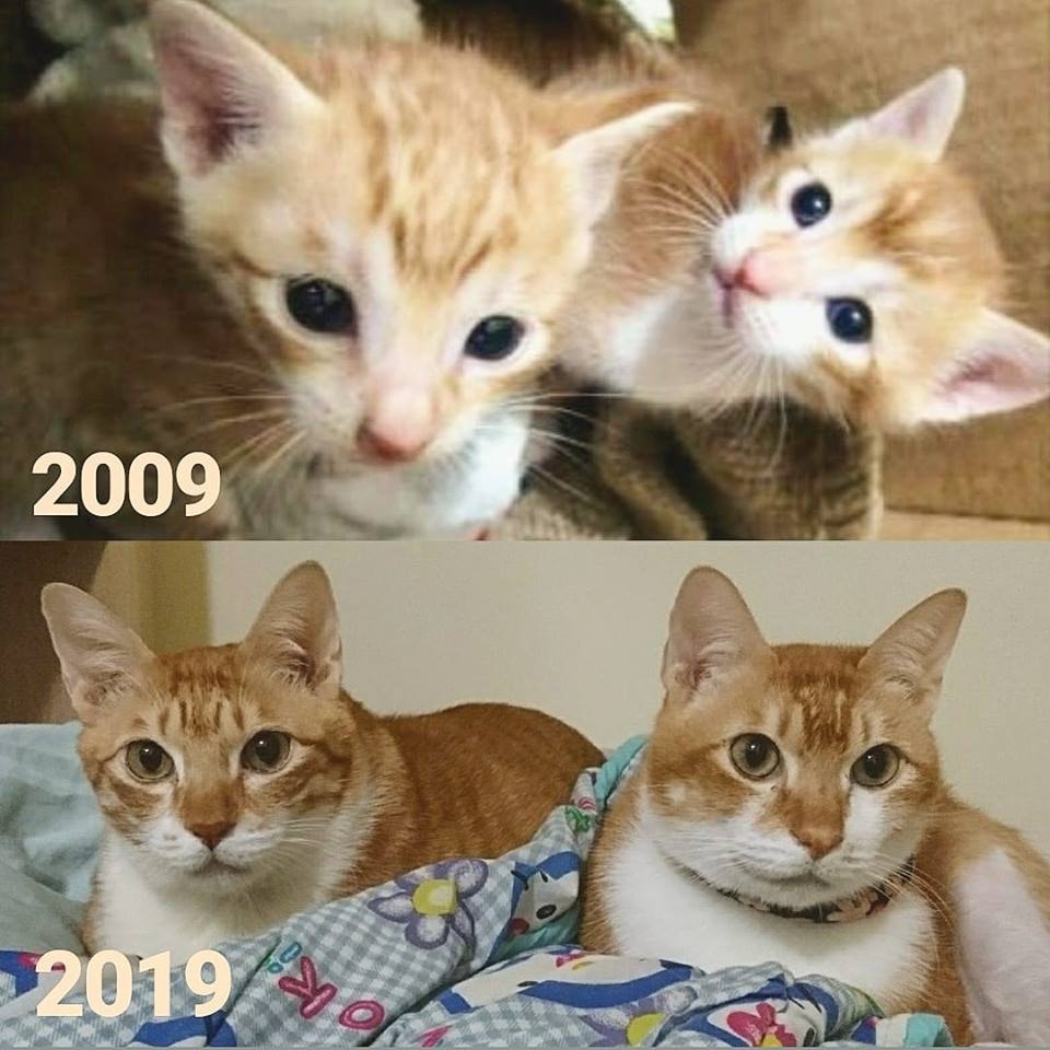 (Facebook圖片:天下貓貓一樣貓群組) (Facebook圖片:天下貓貓一樣貓群組)