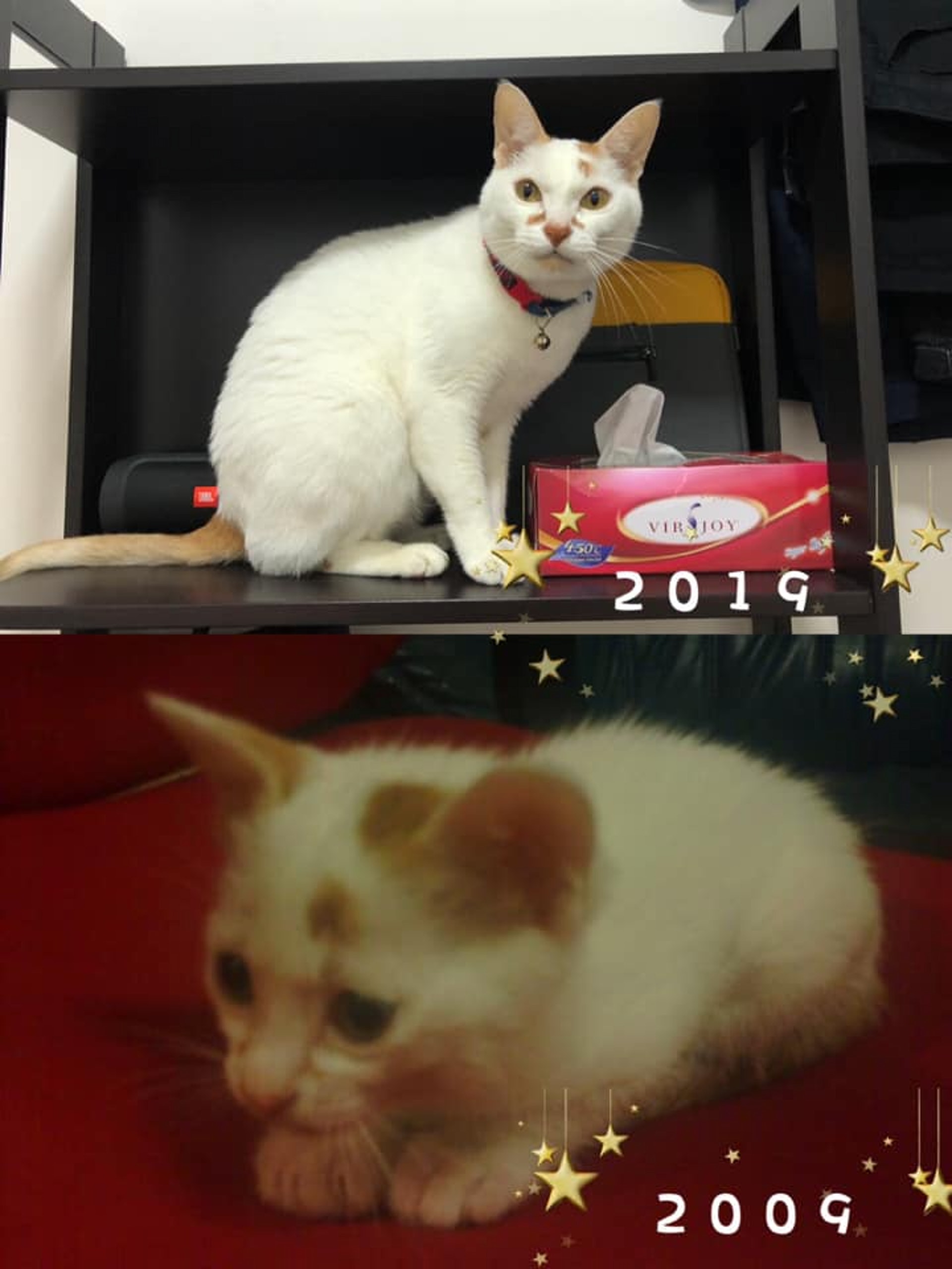 (Facebook圖片:天下貓貓一樣貓群組) (Facebook圖片:天下貓貓一樣貓群組)