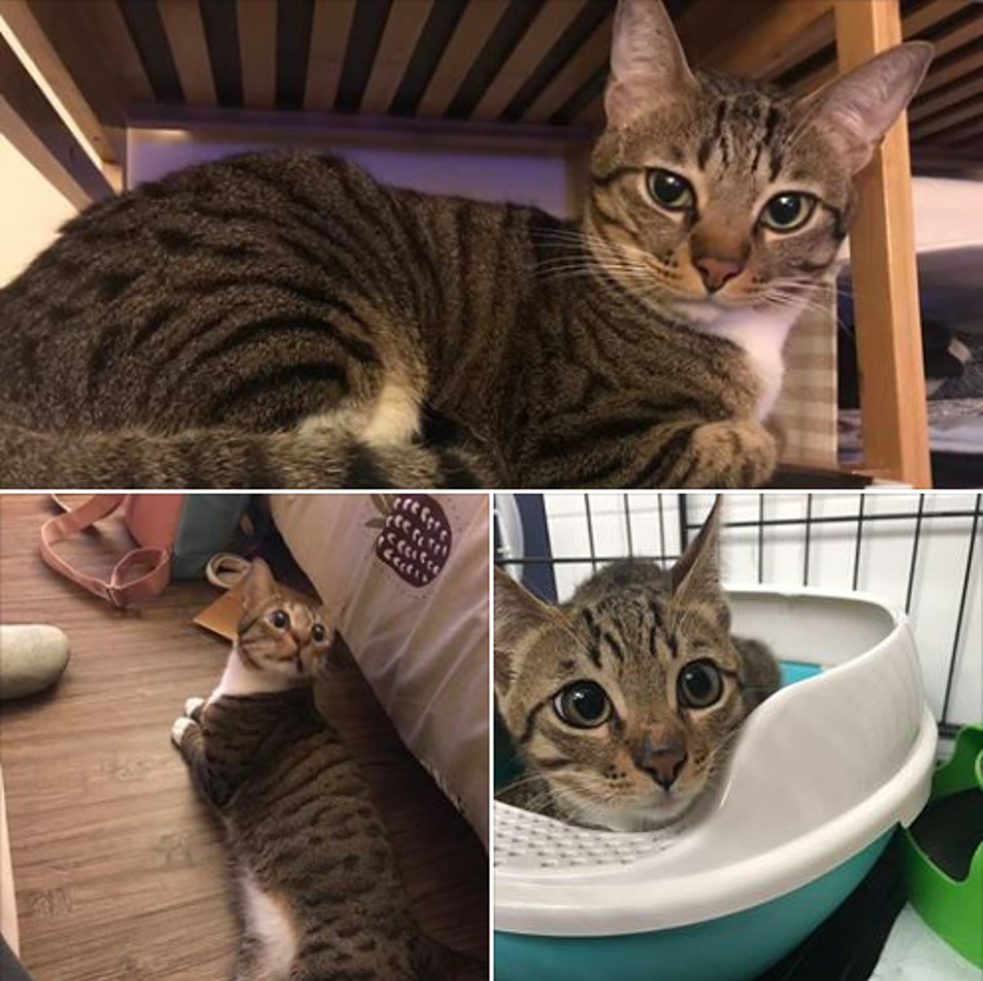 貓貓今日仍是小朋友,十年後,就咪變成大叔!(Facebook圖片:天下貓貓一樣貓群組) 貓貓今日仍是小朋友,十年後,就咪變成大叔!(Facebook圖片:天下貓貓一樣貓群組)