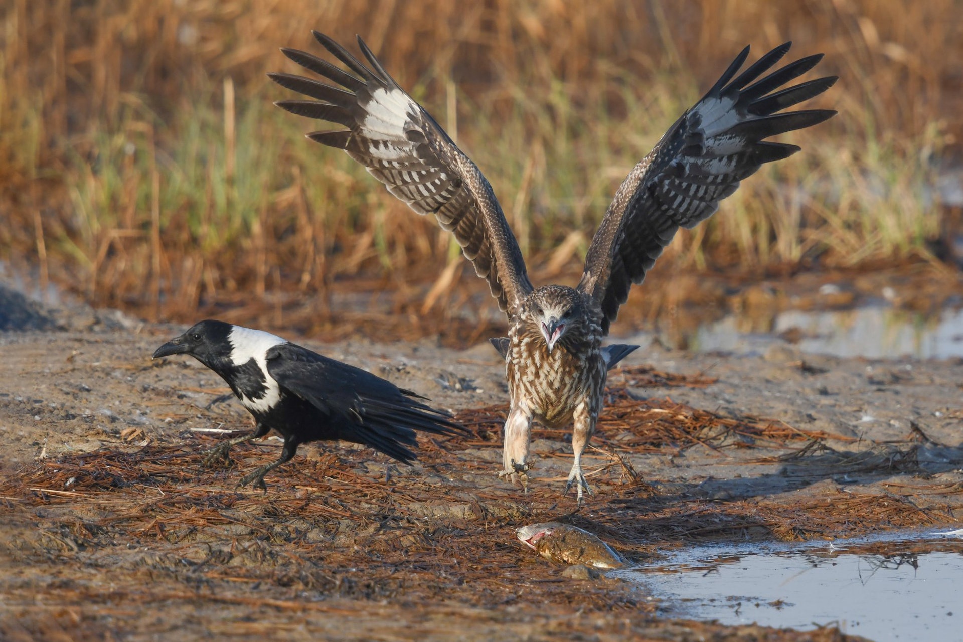香港麻鷹節19 逾千五隻麻鷹在港過冬日台專家也特來觀賞 香港麻鷹節19 逾千五隻麻鷹在港過冬日台專家也特來觀賞