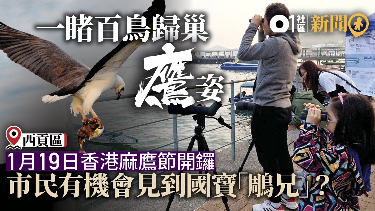 香港麻鷹節19 逾千五隻麻鷹在港過冬日台專家也特來觀賞 香港麻鷹節19 逾千五隻麻鷹在港過冬日台專家也特來觀賞