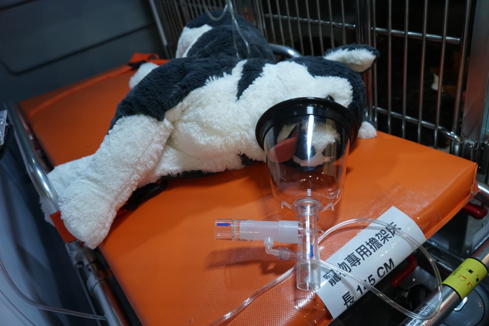 透過擔架床將寵物送到救護車裡,能節省運輸時間。 透過擔架床將寵物送到救護車裡,能節省運輸時間。