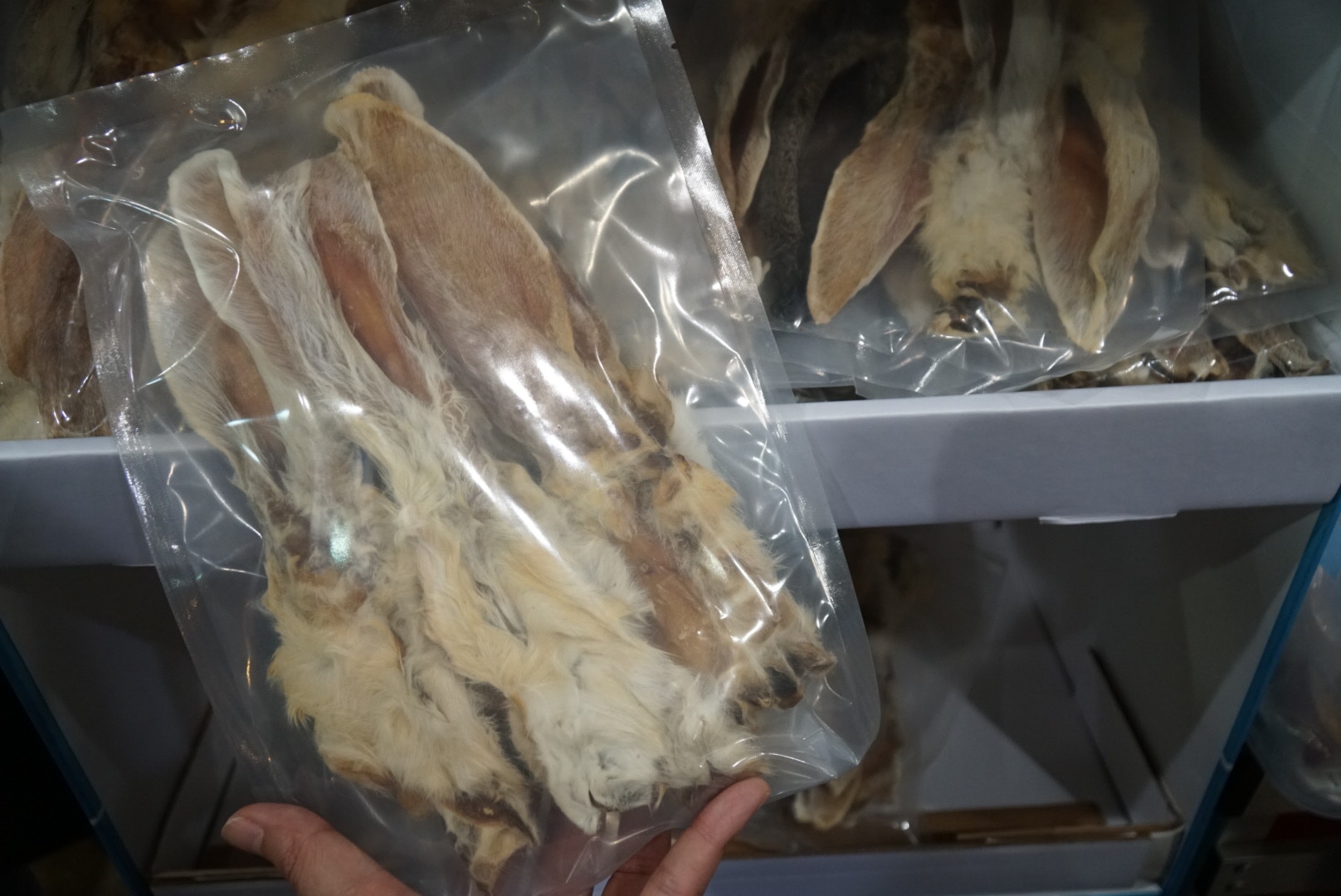 (胡巧欣攝) (胡巧欣攝)