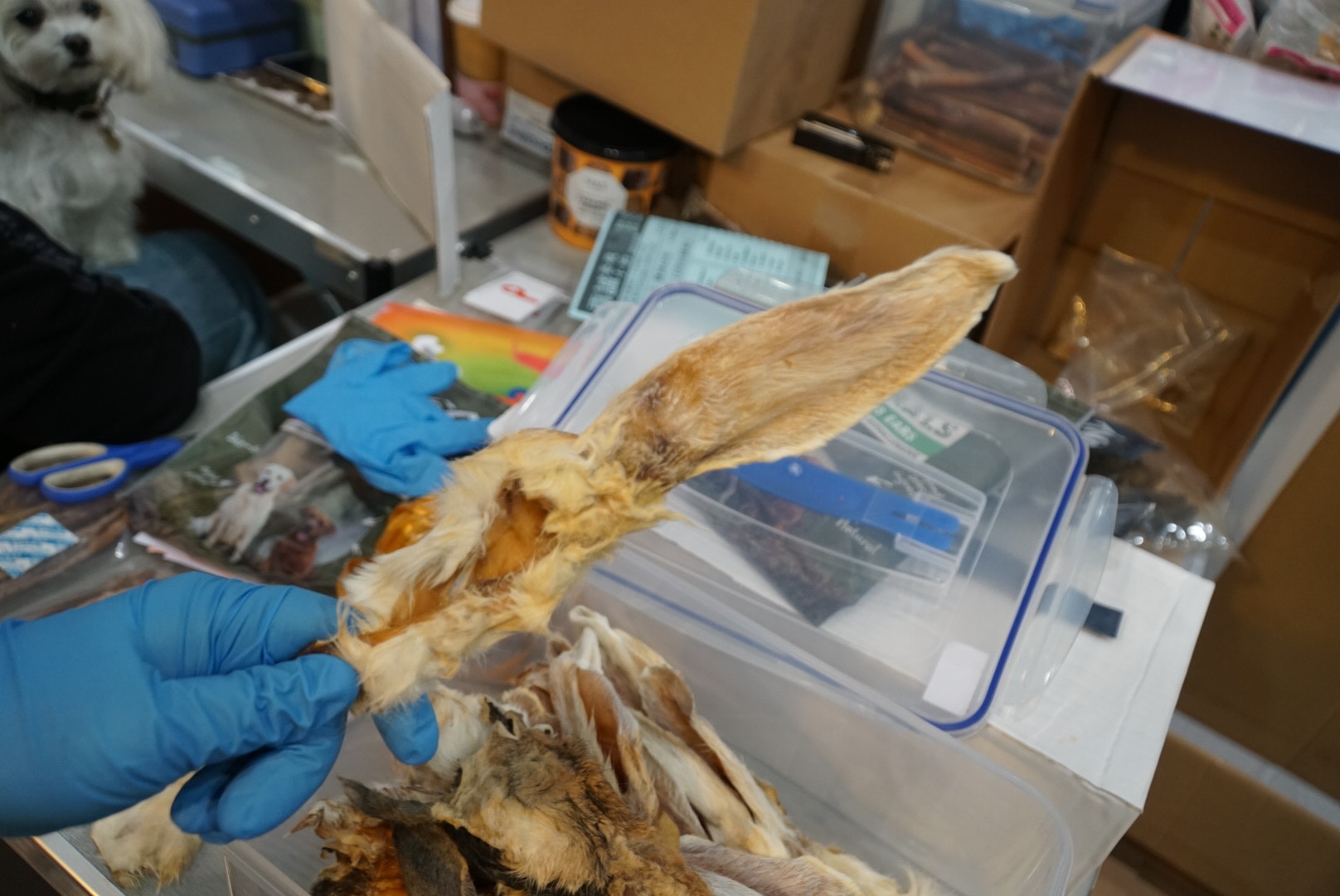 (胡巧欣攝) (胡巧欣攝)