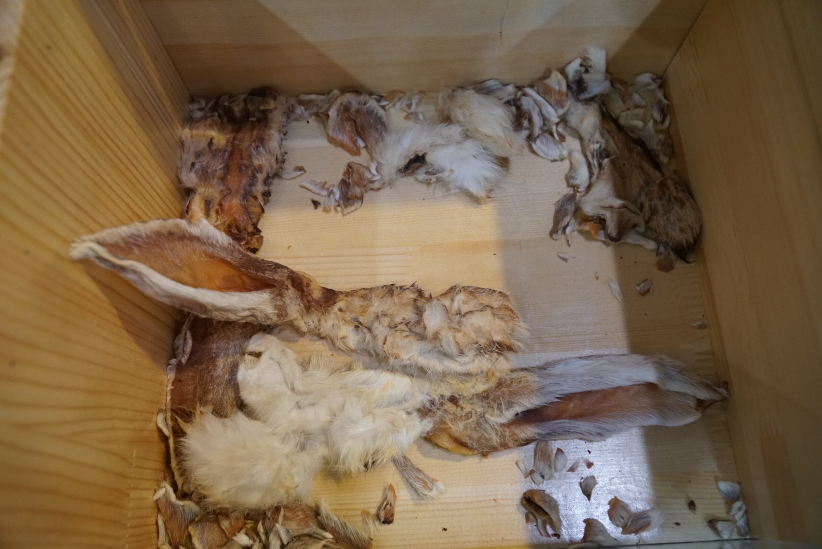 (胡巧欣攝) (胡巧欣攝)