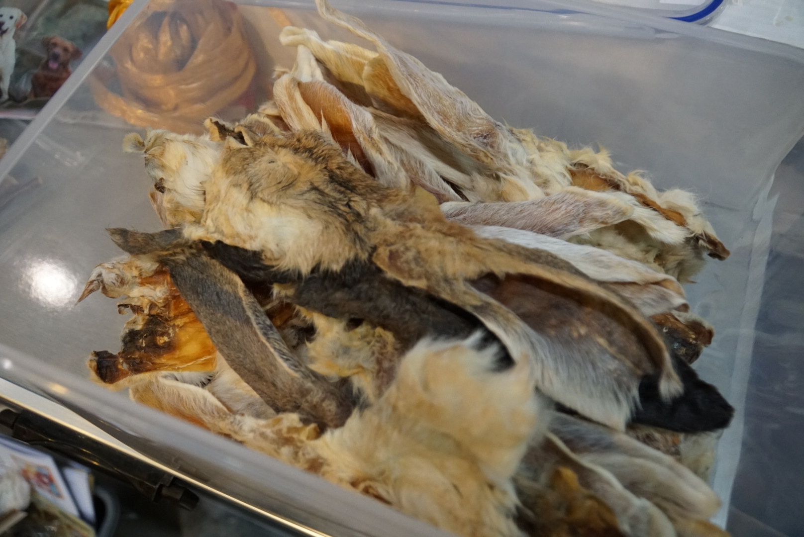 (胡巧欣攝) (胡巧欣攝)