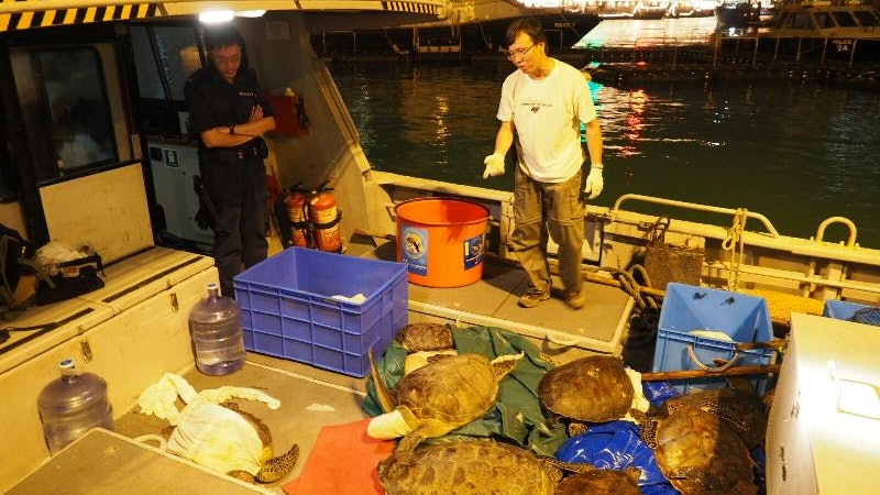 漁護署檢獲36隻活海龜 送往海洋公園接受觀察 漁護署檢獲36隻活海龜 送往海洋公園接受觀察