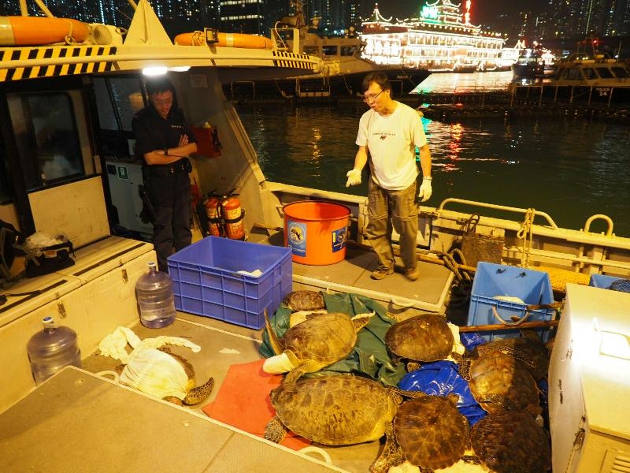 漁護署在索罟灣一個魚排檢獲36隻活海龜。(政府新聞處圖片) 漁護署在索罟灣一個魚排檢獲36隻活海龜。(政府新聞處圖片)