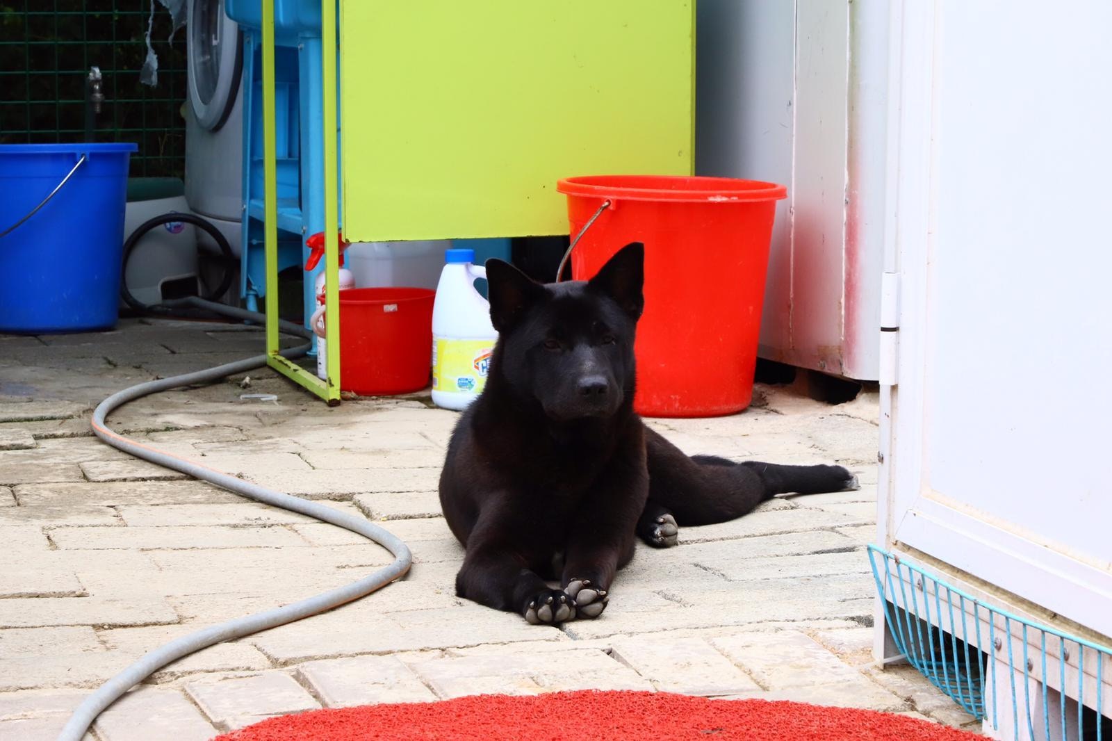 黑色唐狗Dale(受訪者提供) 黑色唐狗Dale(受訪者提供)