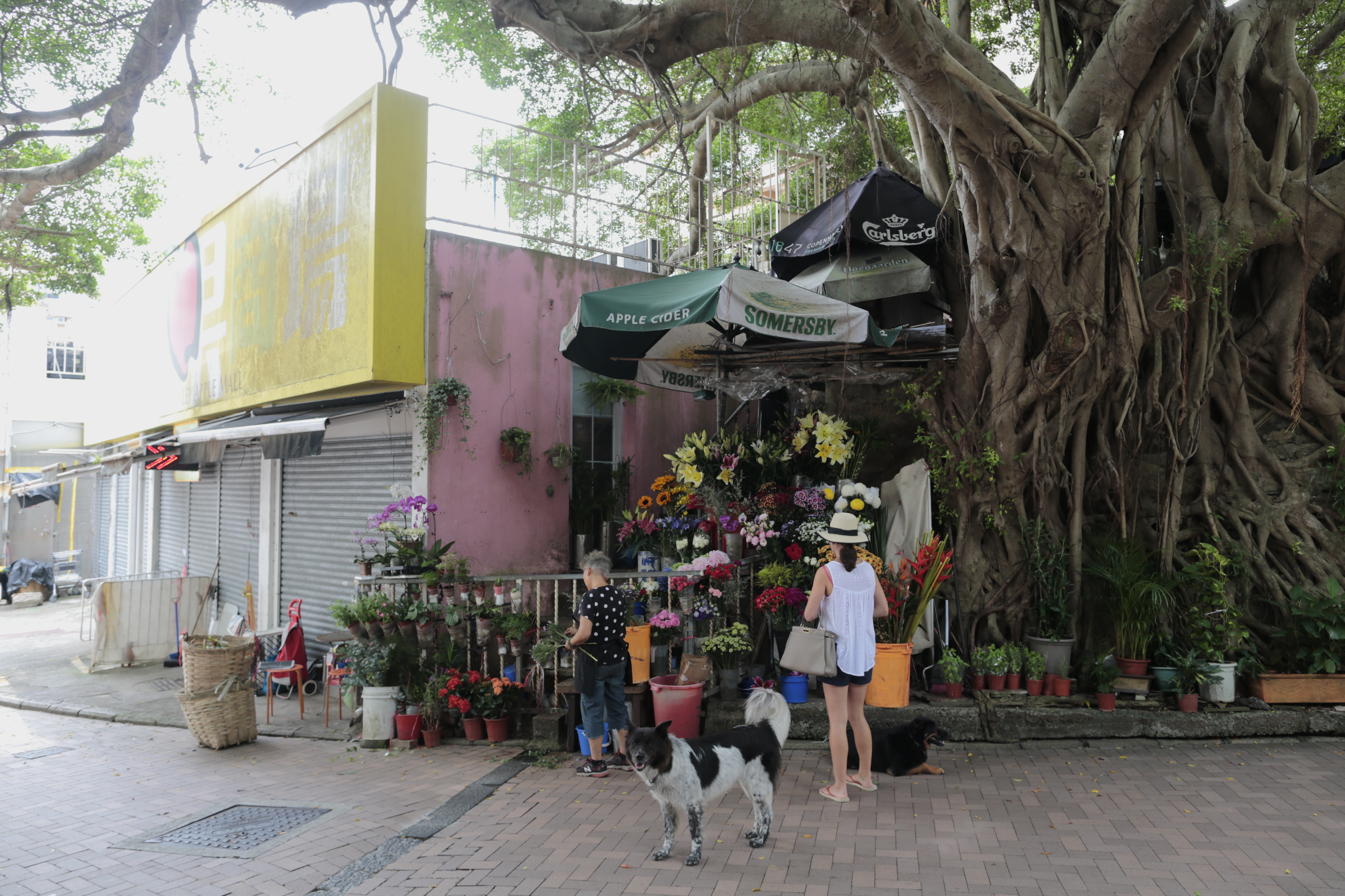 「花店樹」毗鄰計劃發展的地盤，酒店落成後，會發展成一個小廣場。