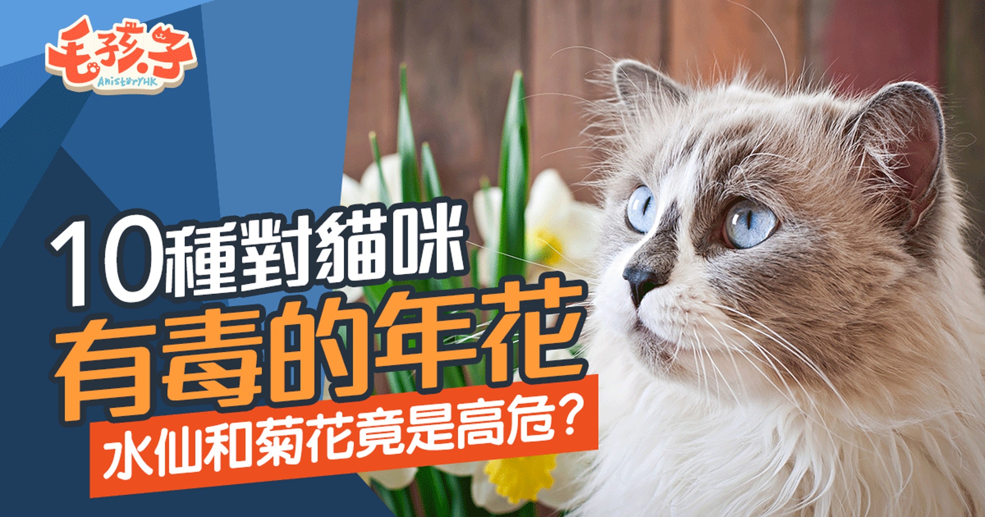 牛年到 貓咪誤碰年花隨時死百合 牡丹 劍蘭全部有毒 香港01 寵物 牛年到 貓咪誤碰年花隨時死百合 牡丹 劍蘭全部有毒 香港01 寵物