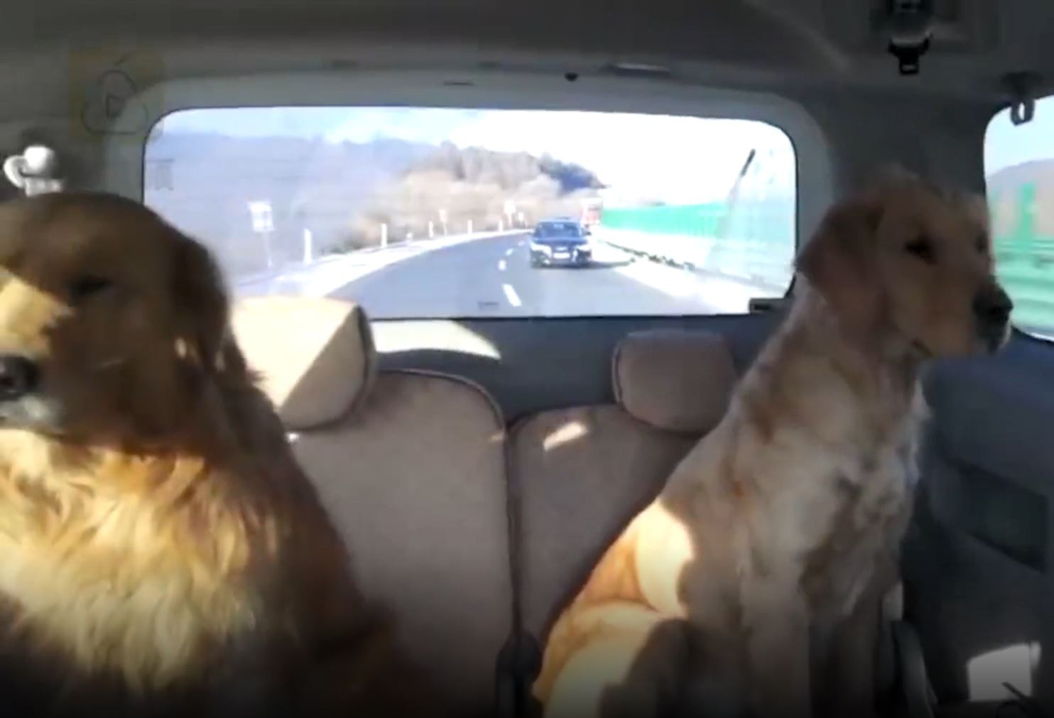 金毛犬兄弟與主人失散到警局尋親卻只顧吃喝網民笑崩 白養了 金毛犬兄弟與主人失散到警局尋親卻只顧吃喝網民笑崩 白養了