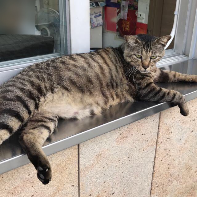 「傻豹」在該屋苑已生活了超過5年,與街坊感情要好。(受訪者提供) 「傻豹」在該屋苑已生活了超過5年,與街坊感情要好。(受訪者提供)