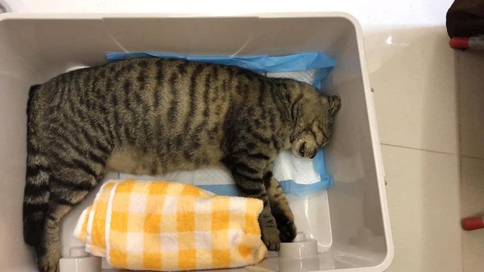 「傻豹」的遺體已於周日(20日)火化,費用由數名屋苑居民墊支。(Facebook@天下貓貓一樣貓) 「傻豹」的遺體已於周日(20日)火化,費用由數名屋苑居民墊支。(Facebook@天下貓貓一樣貓)