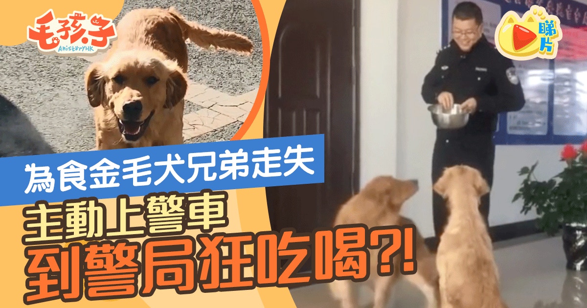 金毛犬兄弟與主人失散到警局尋親卻只顧吃喝網民笑崩 白養了 香港01 寵物