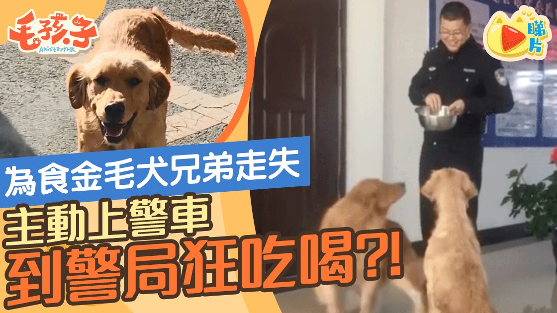 金毛犬兄弟與主人失散到警局尋親卻只顧吃喝網民笑崩 白養了 香港01 寵物 金毛犬兄弟與主人失散到警局尋親卻只顧吃喝網民笑崩 白養了 香港01 寵物