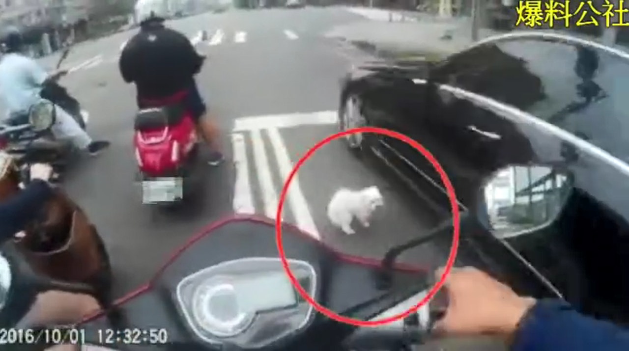 小狗跳下車往路邊跑,差點被高速駛過的私家車撞倒。(網上截圖) 小狗跳下車往路邊跑,差點被高速駛過的私家車撞倒。(網上截圖)