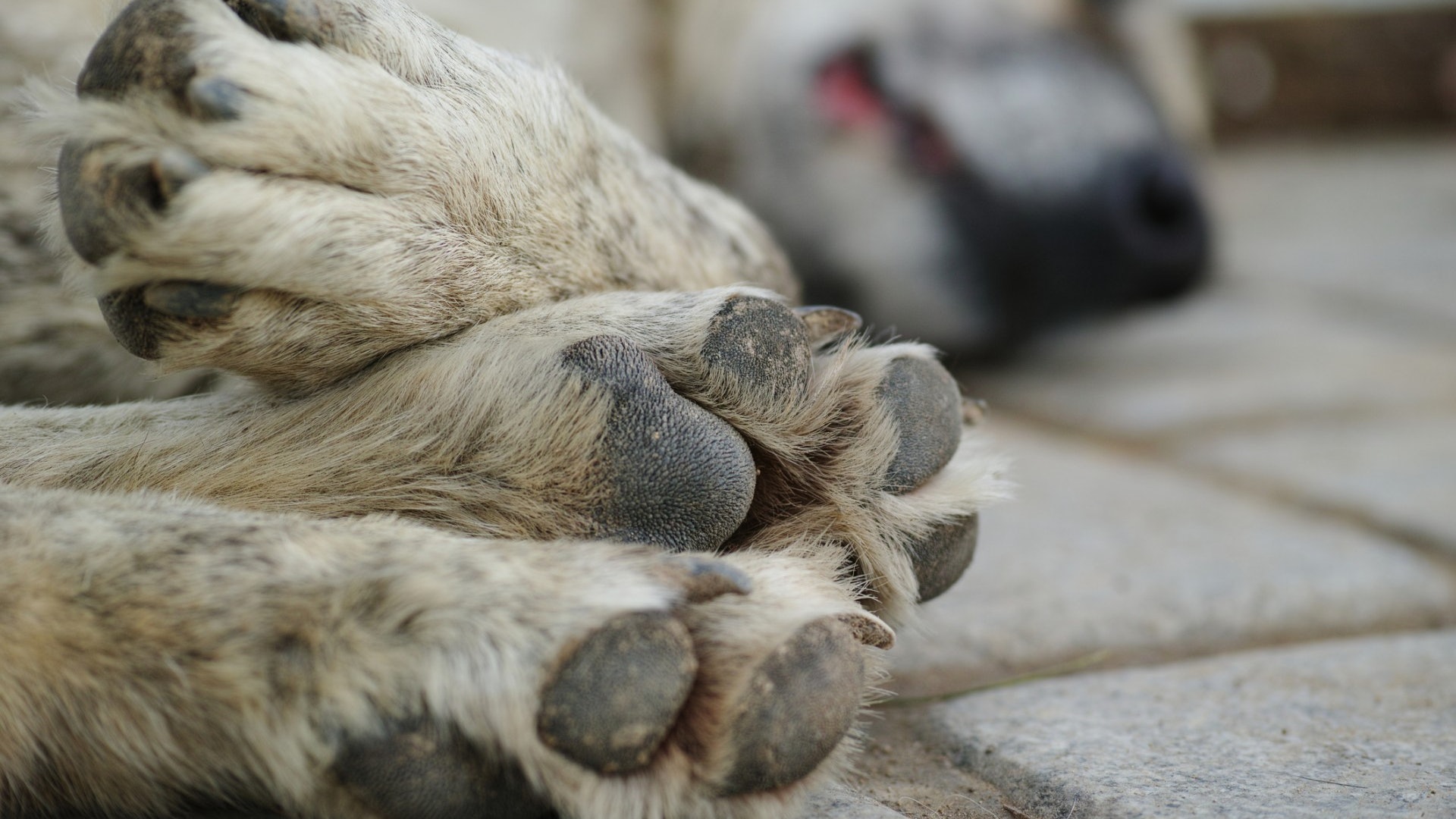 多次縱容鬥牛㹴虐殺流浪狗 台飼主將被控虐畜 網民紛稱要復仇 多次縱容鬥牛㹴虐殺流浪狗 台飼主將被控虐畜 網民紛稱要復仇