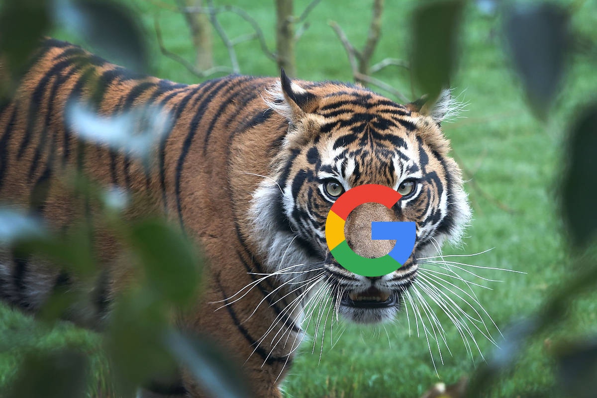 老虎是怎麼叫的？Google搜尋一下就可以知道答案。（GettyImages）
