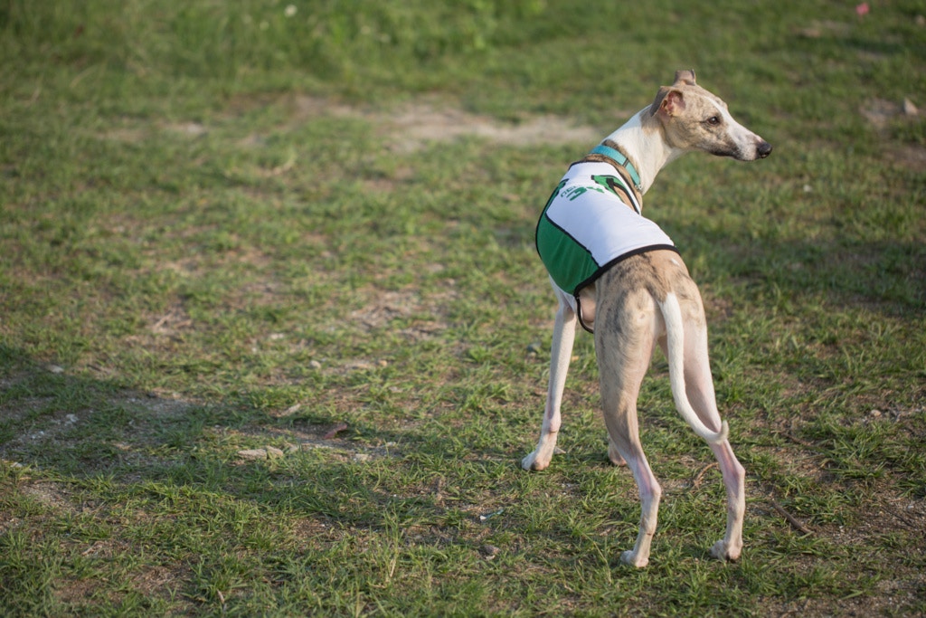 早前澳門民署管委會主席戴祖義曾稱,料於今年5月將領養事宜全部解決。(陳焯輝攝) 早前澳門民署管委會主席戴祖義曾稱,料於今年5月將領養事宜全部解決。(陳焯輝攝)