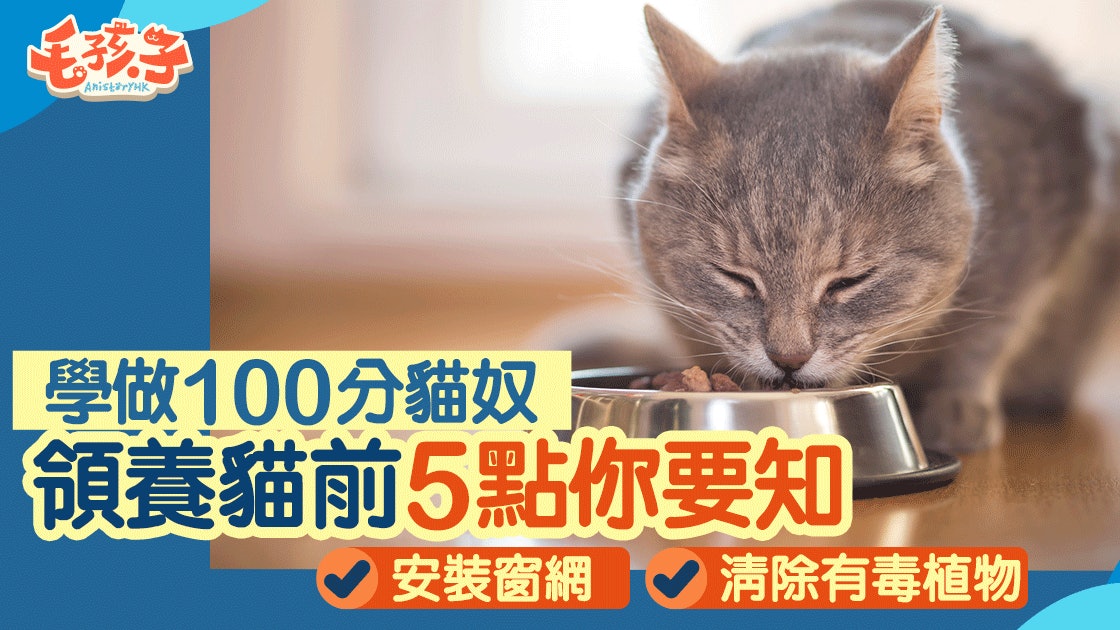 領養知識 貓奴初哥5個貼士教你成爲100分稱職主人 香港01 寵物