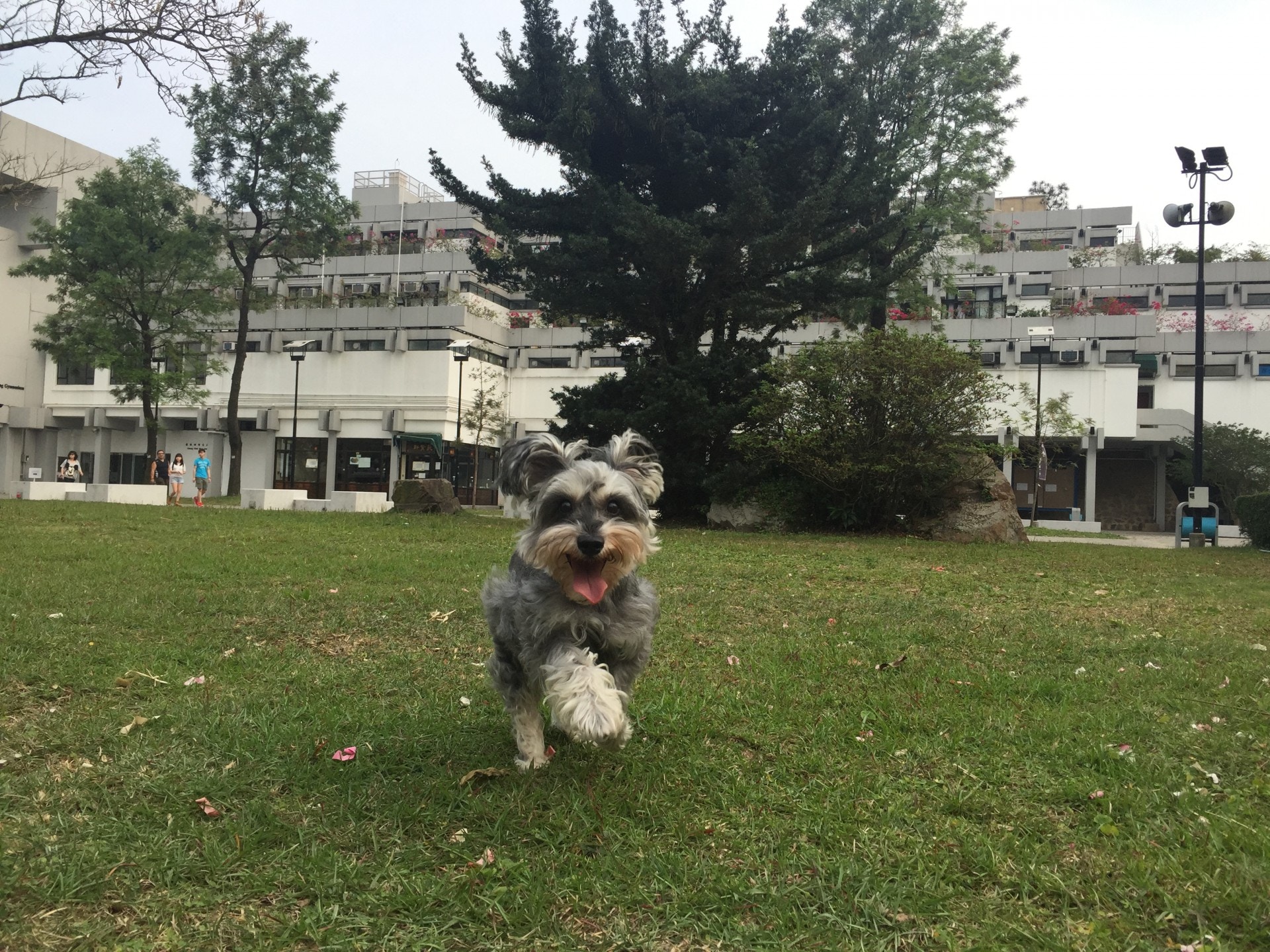 聰明又勇敢　史納莎竟曾是德國軍方御用守備犬？