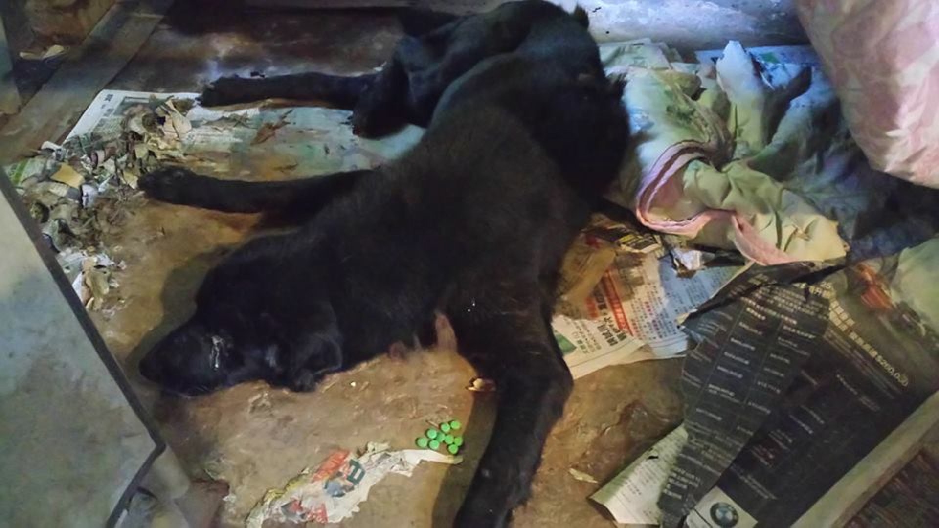 唐狗「保齡」當時痛苦地趴在地上,身上沾滿了排泄物。(Facebook@貓貓狗狗保護及領養區) 唐狗「保齡」當時痛苦地趴在地上,身上沾滿了排泄物。(Facebook@貓貓狗狗保護及領養區)