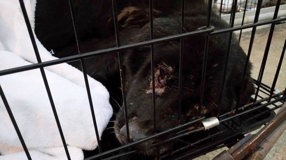 獸醫亦表示「保齡」的狀況並不樂觀。(Facebook@貓貓狗狗保護及領養區) 獸醫亦表示「保齡」的狀況並不樂觀。(Facebook@貓貓狗狗保護及領養區)