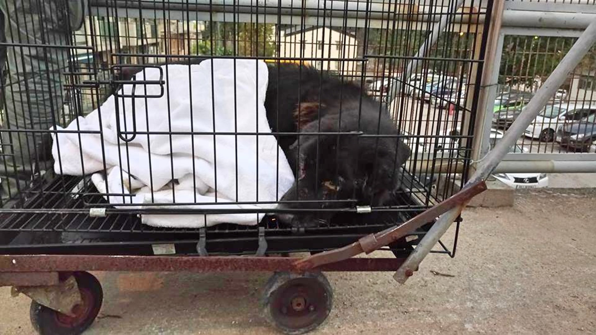 一名村民指曾看見「保齡」與野豬打架。(Facebook@貓貓狗狗保護及領養區) 一名村民指曾看見「保齡」與野豬打架。(Facebook@貓貓狗狗保護及領養區)