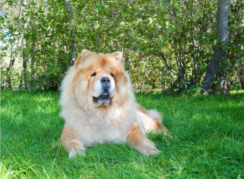 十大最懶狗狗排行榜　鬆獅犬只排第3　第1位是......