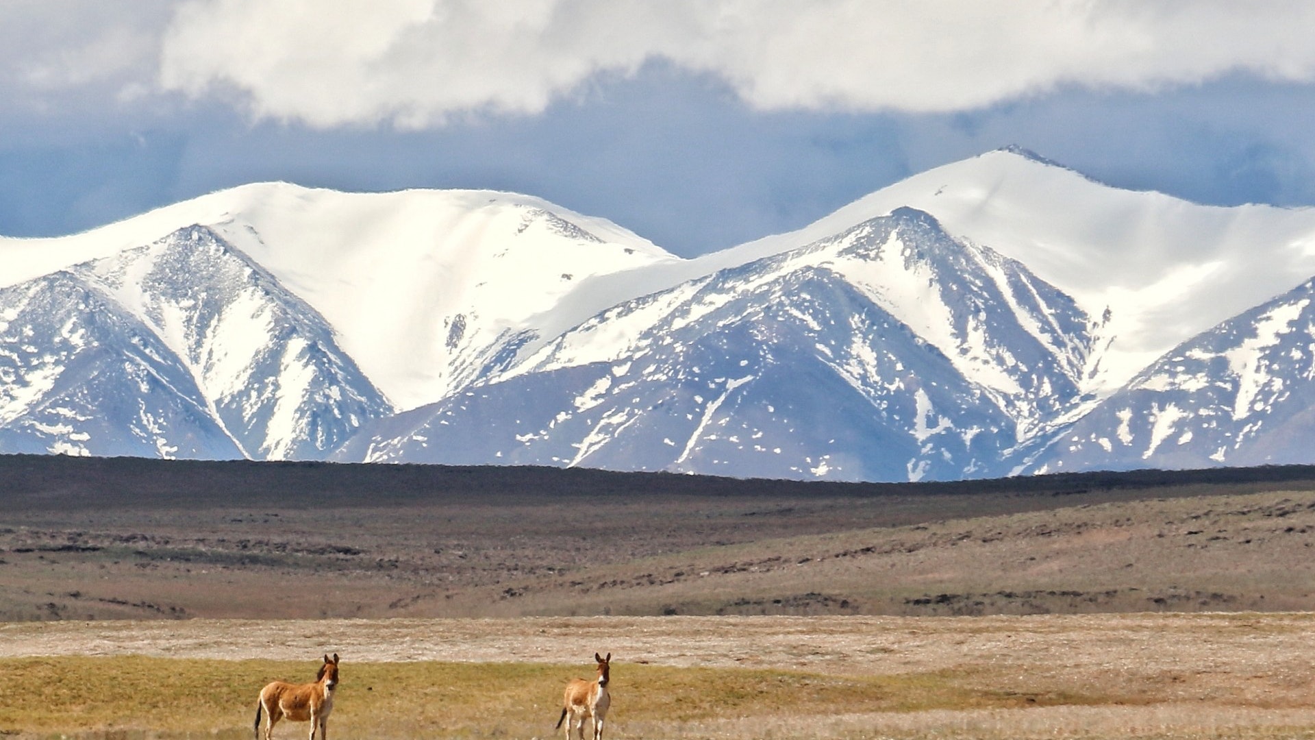 青海、西藏政府謀建青藏高原國家公園群