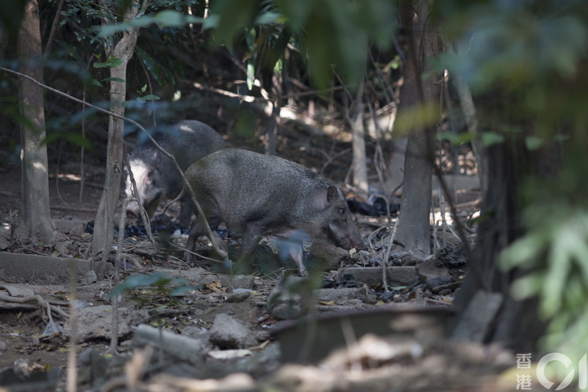 (資料圖片) (資料圖片)