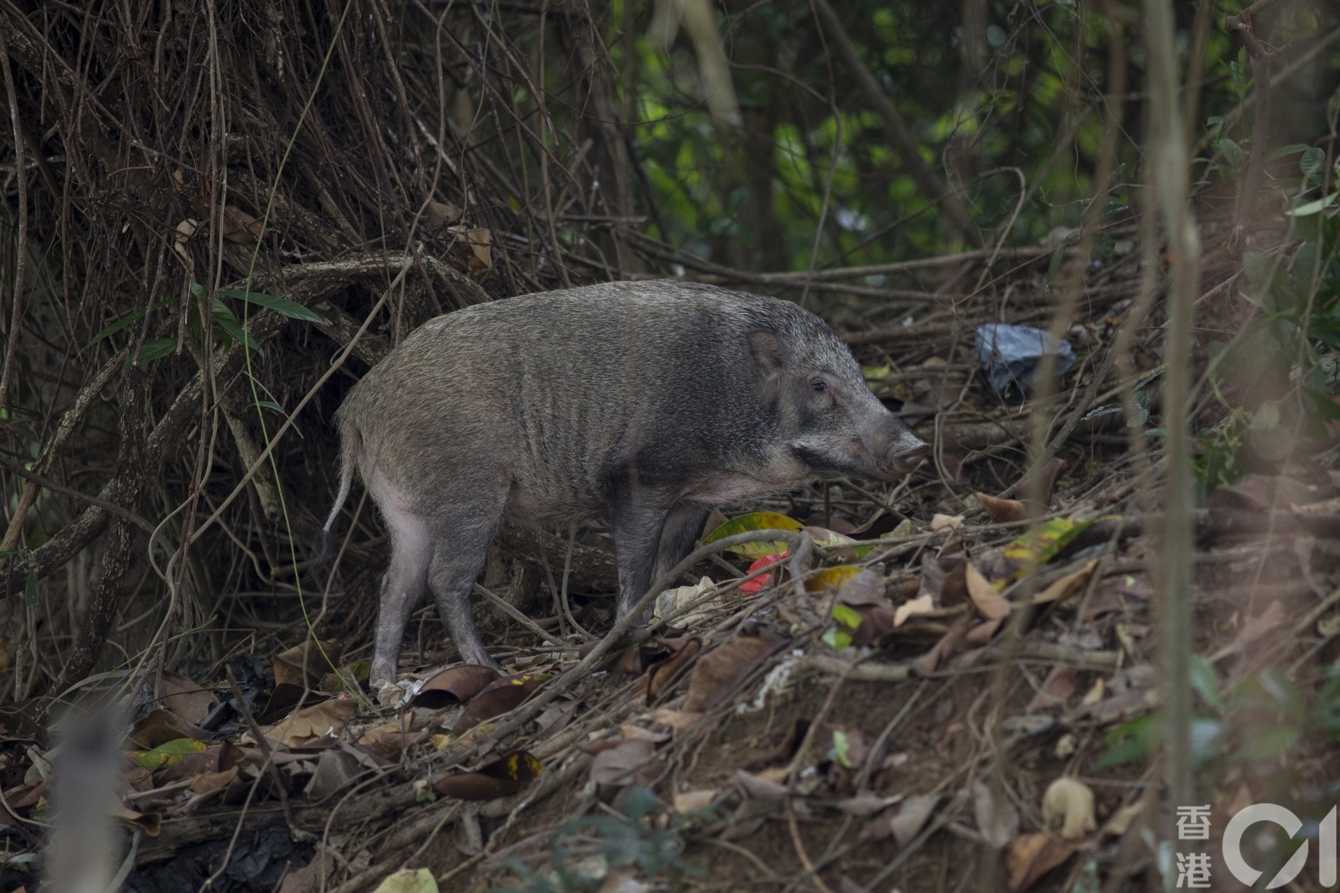 (資料圖片) (資料圖片)