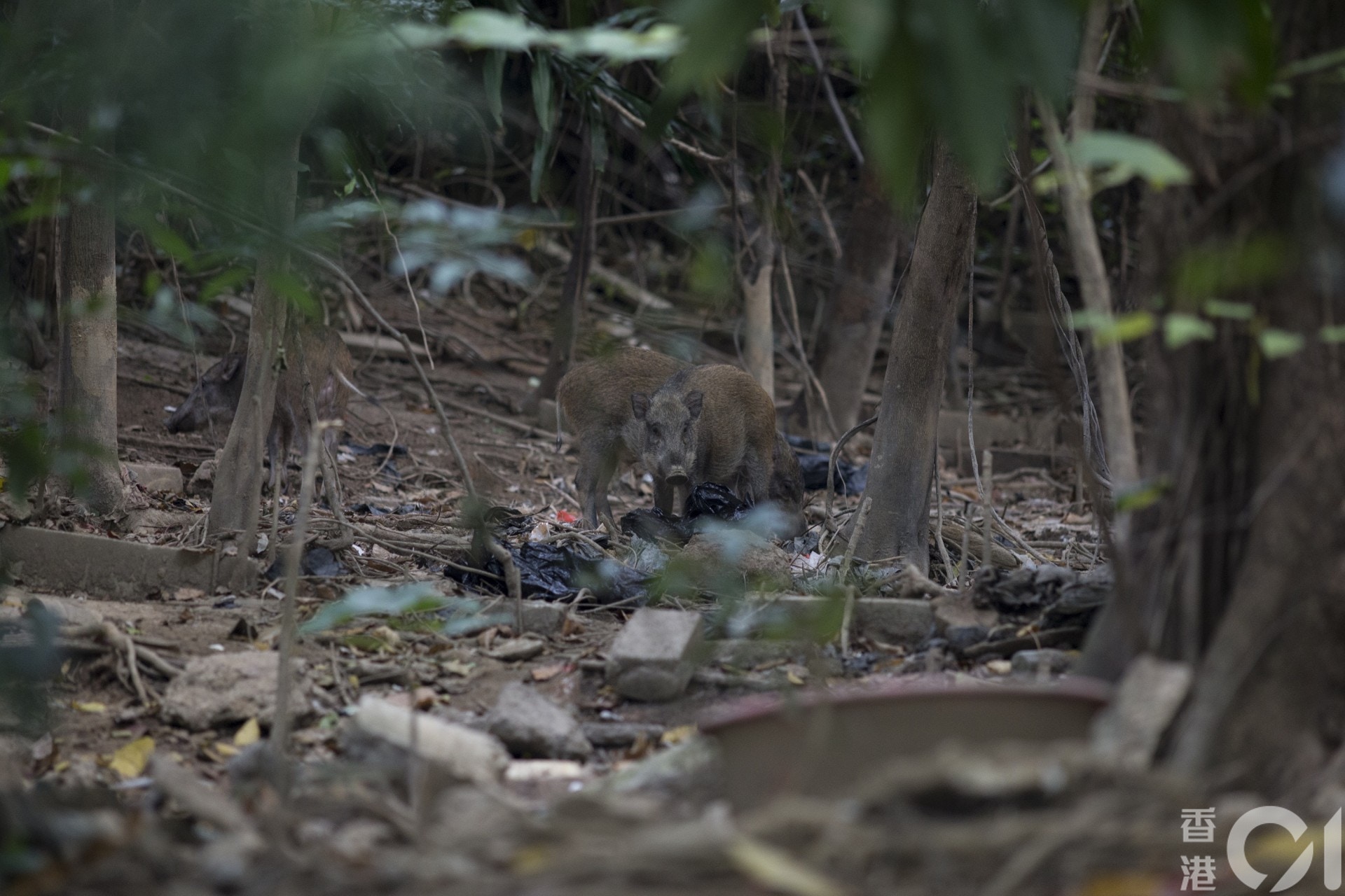 (資料圖片) (資料圖片)