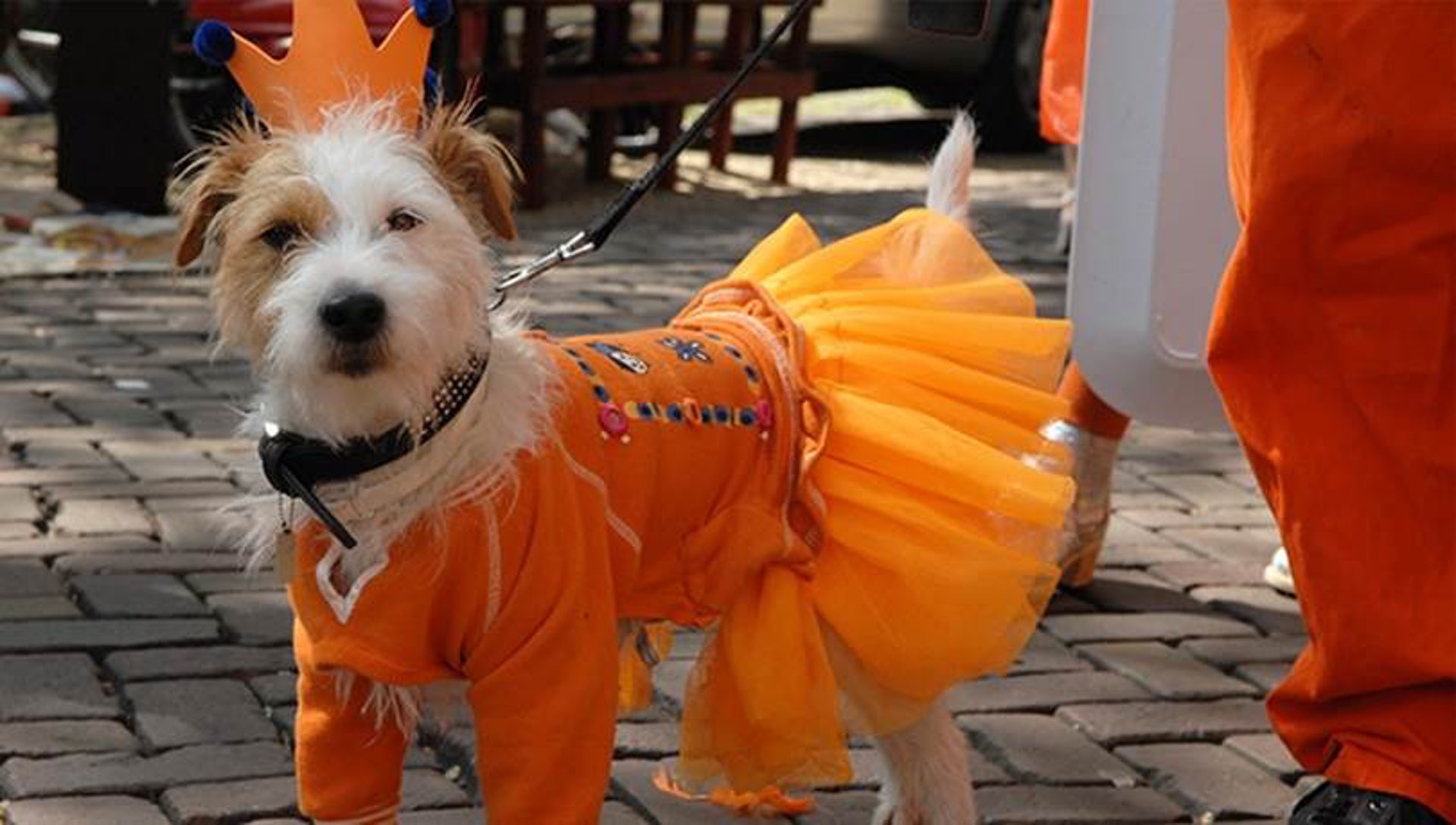 國王節(阿姆斯特丹國王節官網) 國王節(阿姆斯特丹國王節官網)