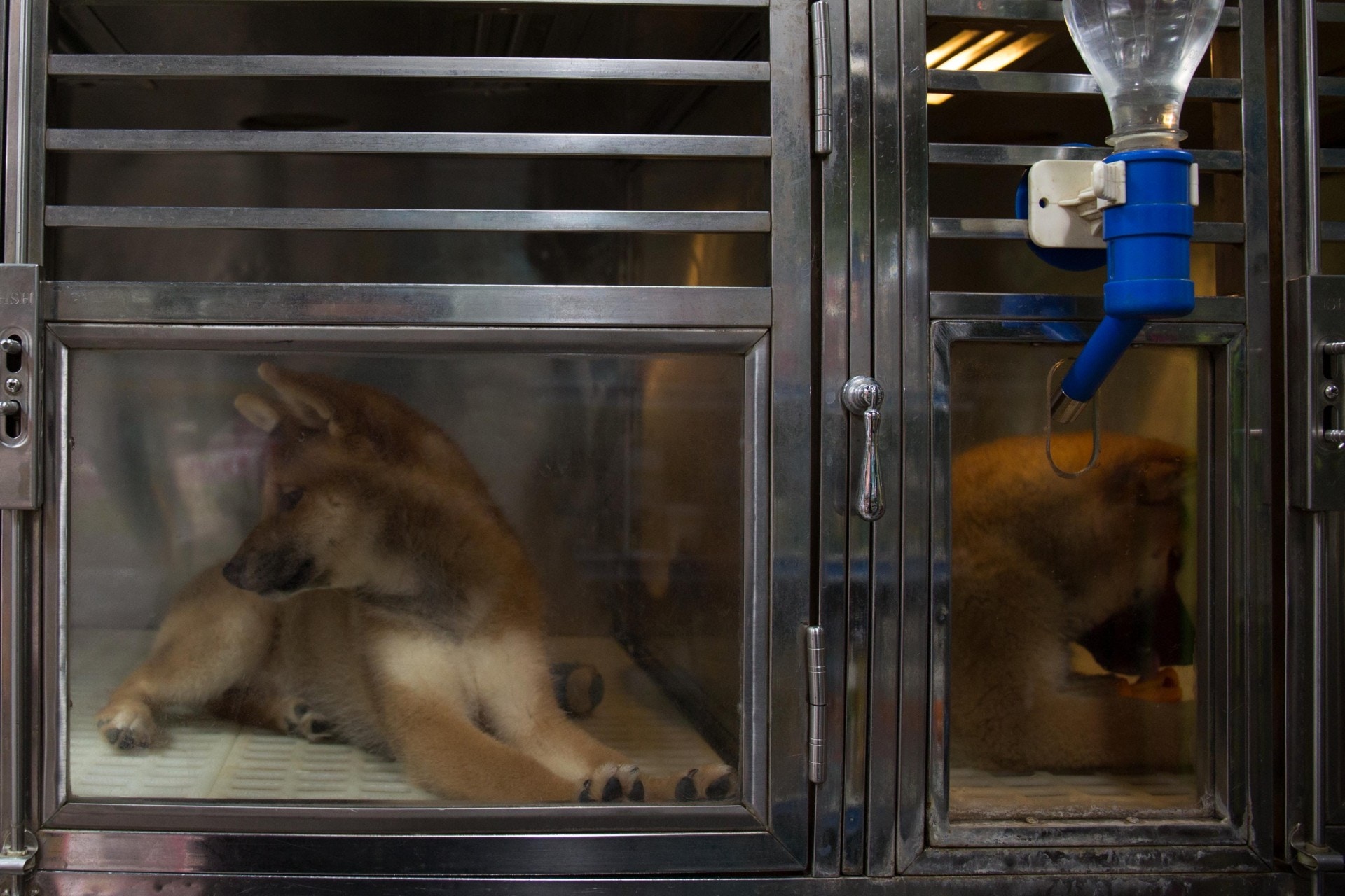 麥志豪訪問末表示希望現屆政府能盡快為相關動物法例提出檢討,保障動物權益。(資料圖片) 麥志豪訪問末表示希望現屆政府能盡快為相關動物法例提出檢討,保障動物權益。(資料圖片)