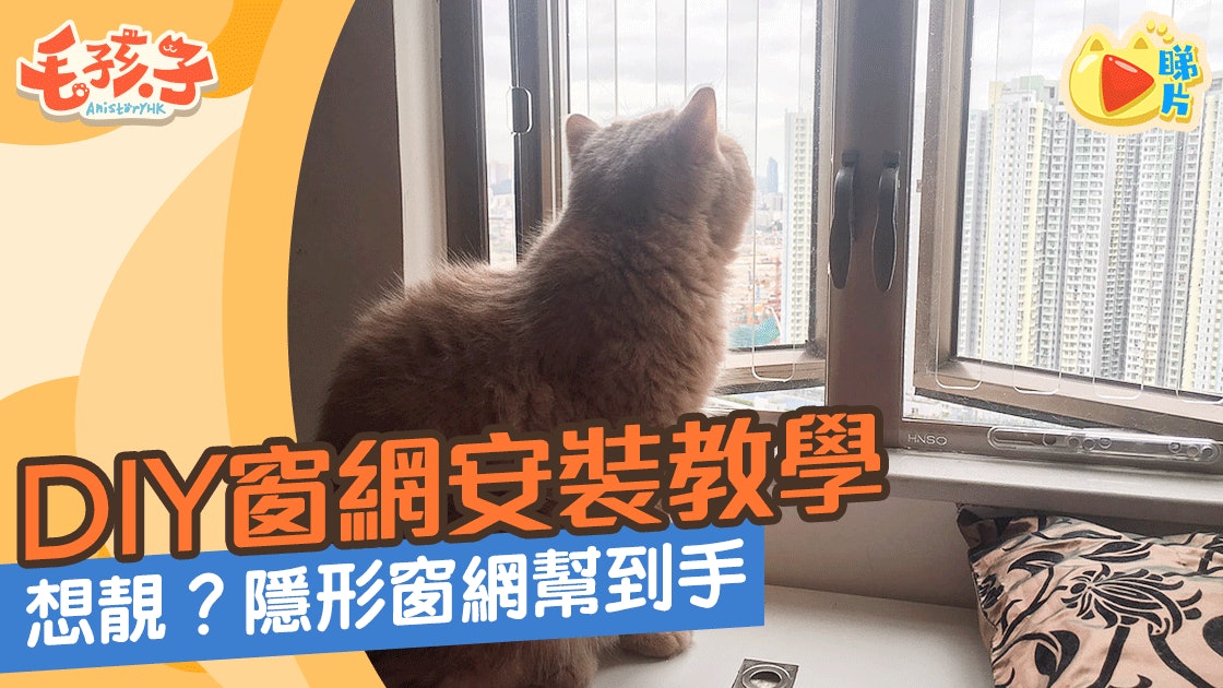 貓窗網 Diy窗網安裝教學主人從此放心無憂 香港01 寵物
