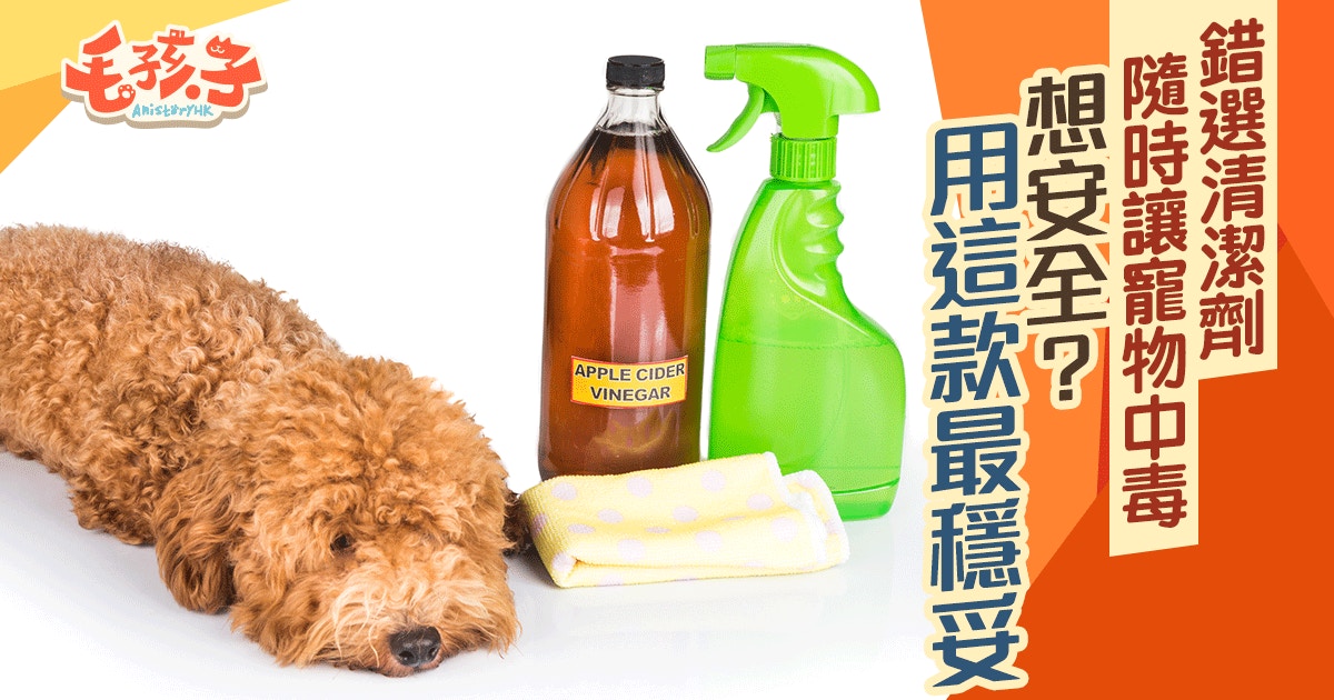 年廿八 清潔家居不想貓狗中毒教你如何選清潔劑 香港01 寵物