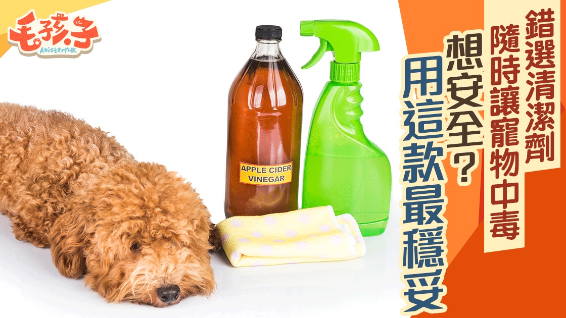 年廿八 清潔家居不想貓狗中毒教你如何選清潔劑 香港01 寵物 年廿八 清潔家居不想貓狗中毒教你如何選清潔劑 香港01 寵物
