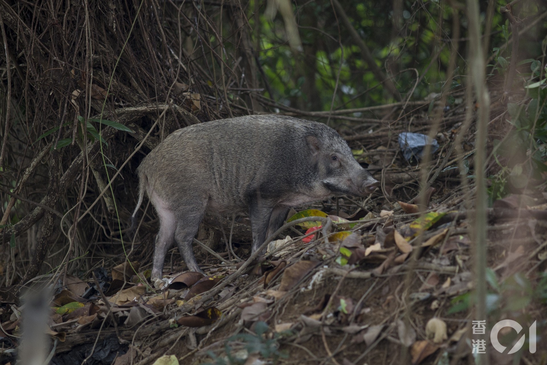 漁護署去年首10個月接獲679宗有關野豬出沒或滋擾報告。(資料圖片) 漁護署去年首10個月接獲679宗有關野豬出沒或滋擾報告。(資料圖片)