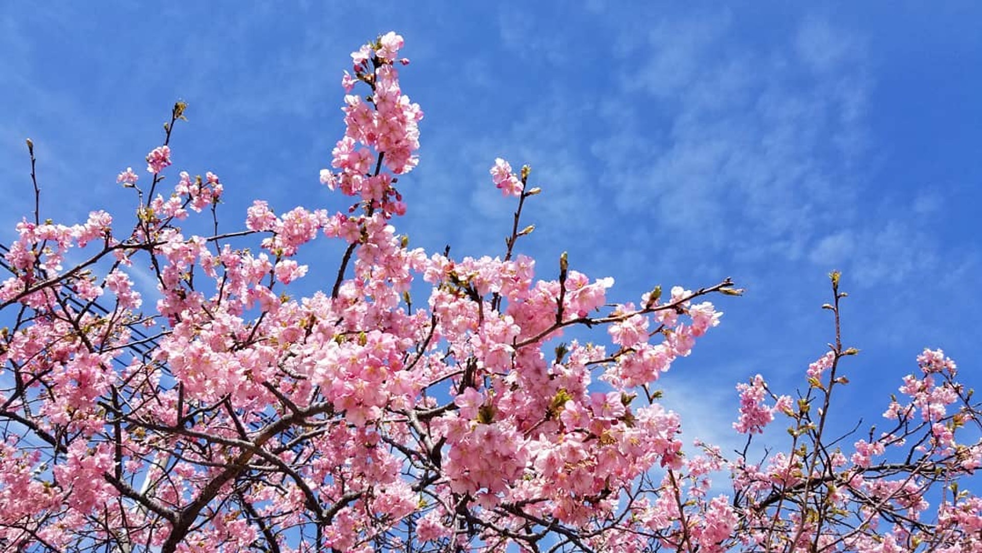 河津櫻在日本被稱為「Kawazu-Zakura」,在每年2月初至3月初約一個月盛放。(圖片來源:yiptakhong@IG) 河津櫻在日本被稱為「Kawazu-Zakura」,在每年2月初至3月初約一個月盛放。(圖片來源:yiptakhong@IG)