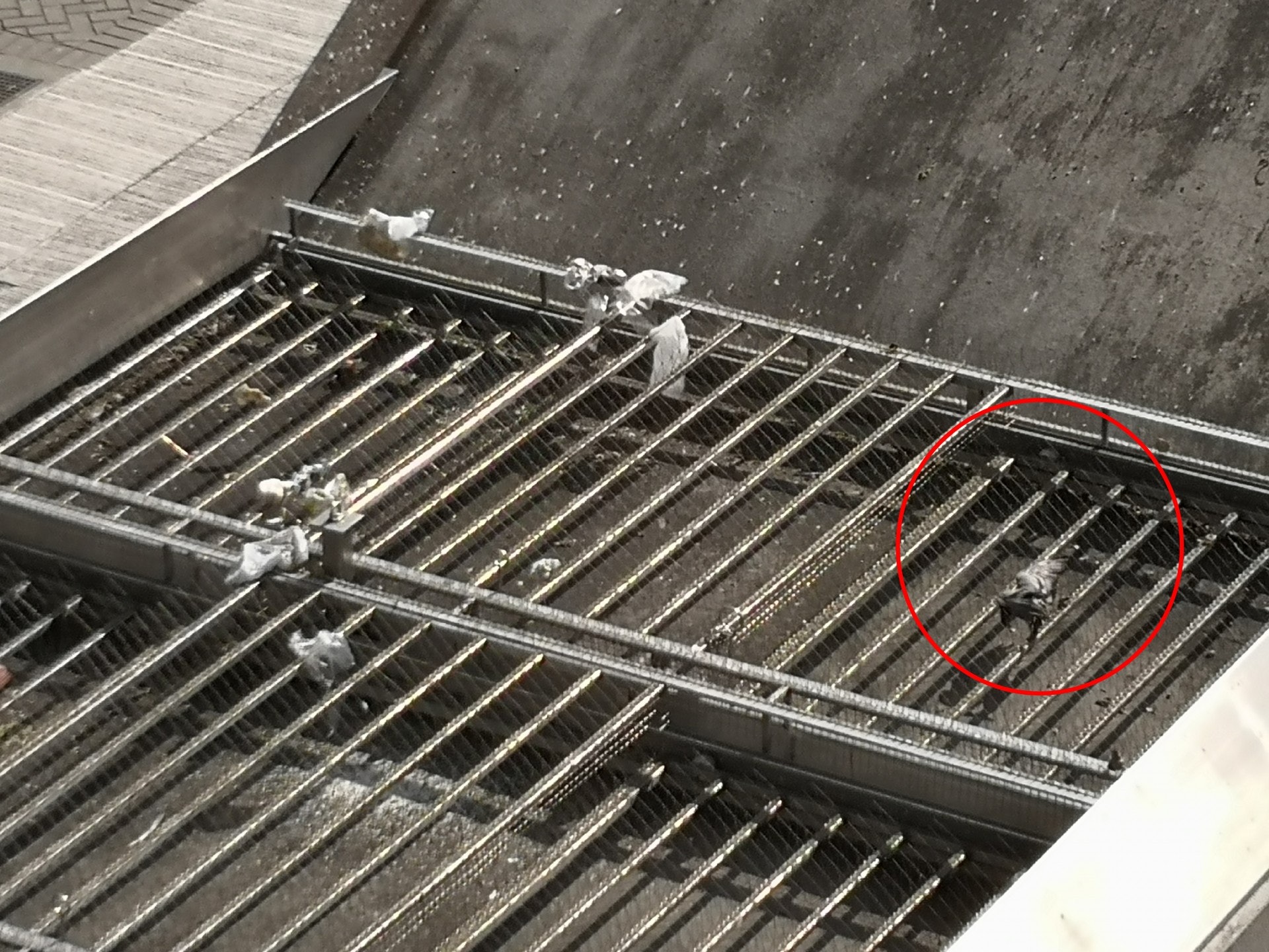 烏刺陣中有野鴿屍體(紅圈示)。(呂諾君攝) 烏刺陣中有野鴿屍體(紅圈示)。(呂諾君攝)