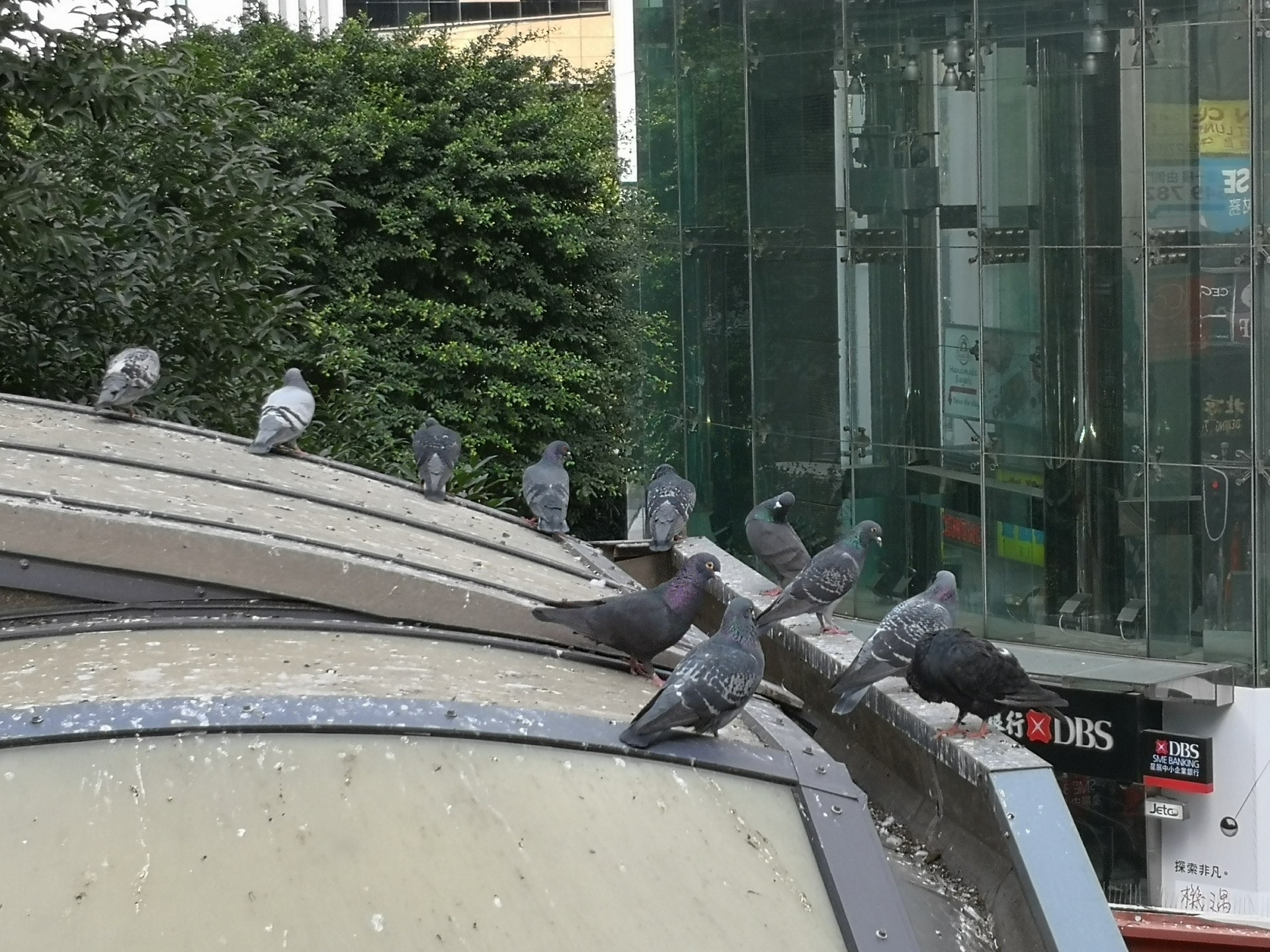 野鴿常被指造成衛生問題。(呂諾君攝) 野鴿常被指造成衛生問題。(呂諾君攝)