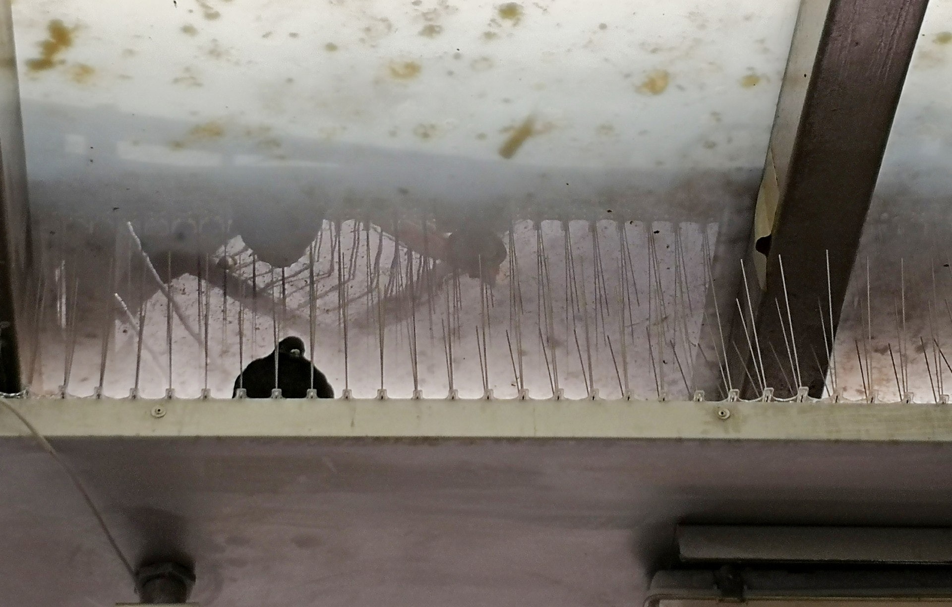 密麻麻的鳥刺陣中有至少5隻野鴿停留。(呂諾君攝) 密麻麻的鳥刺陣中有至少5隻野鴿停留。(呂諾君攝)