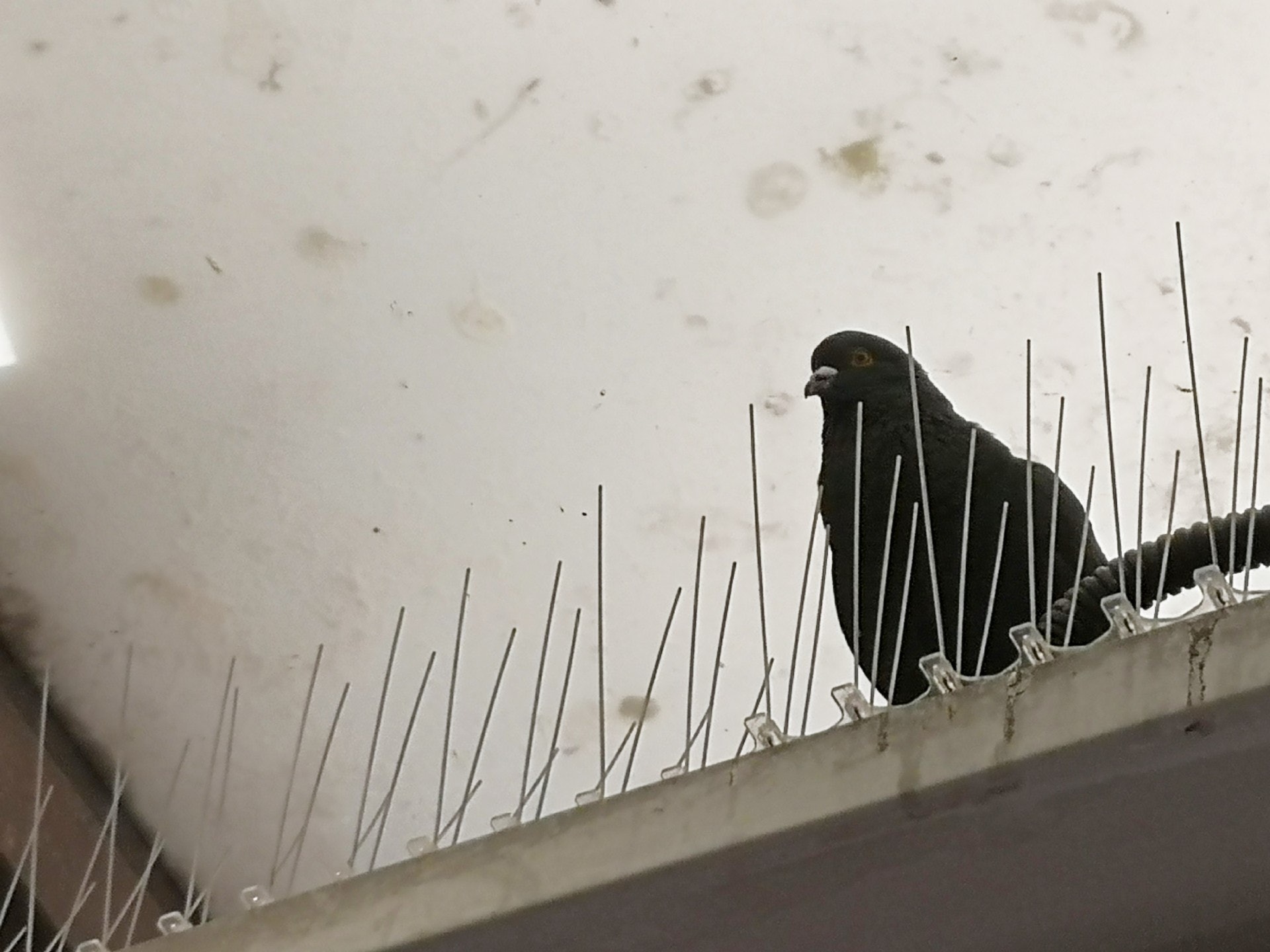 雀鳥不知是否被困。(呂諾君攝) 雀鳥不知是否被困。(呂諾君攝)