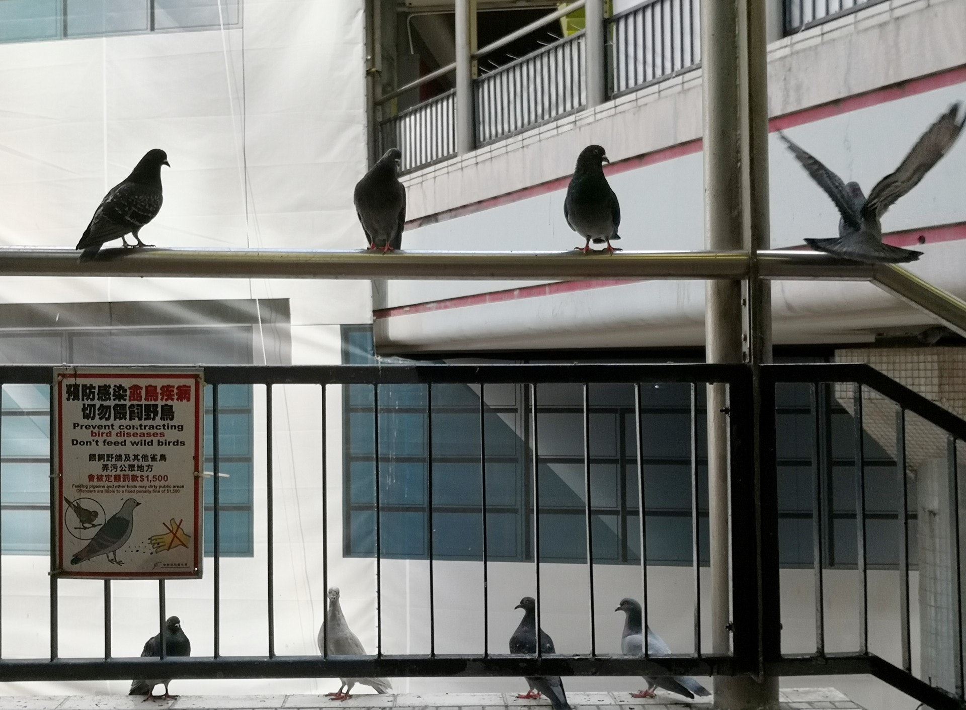該處一帶常有野鴿聚集。(呂諾君攝) 該處一帶常有野鴿聚集。(呂諾君攝)