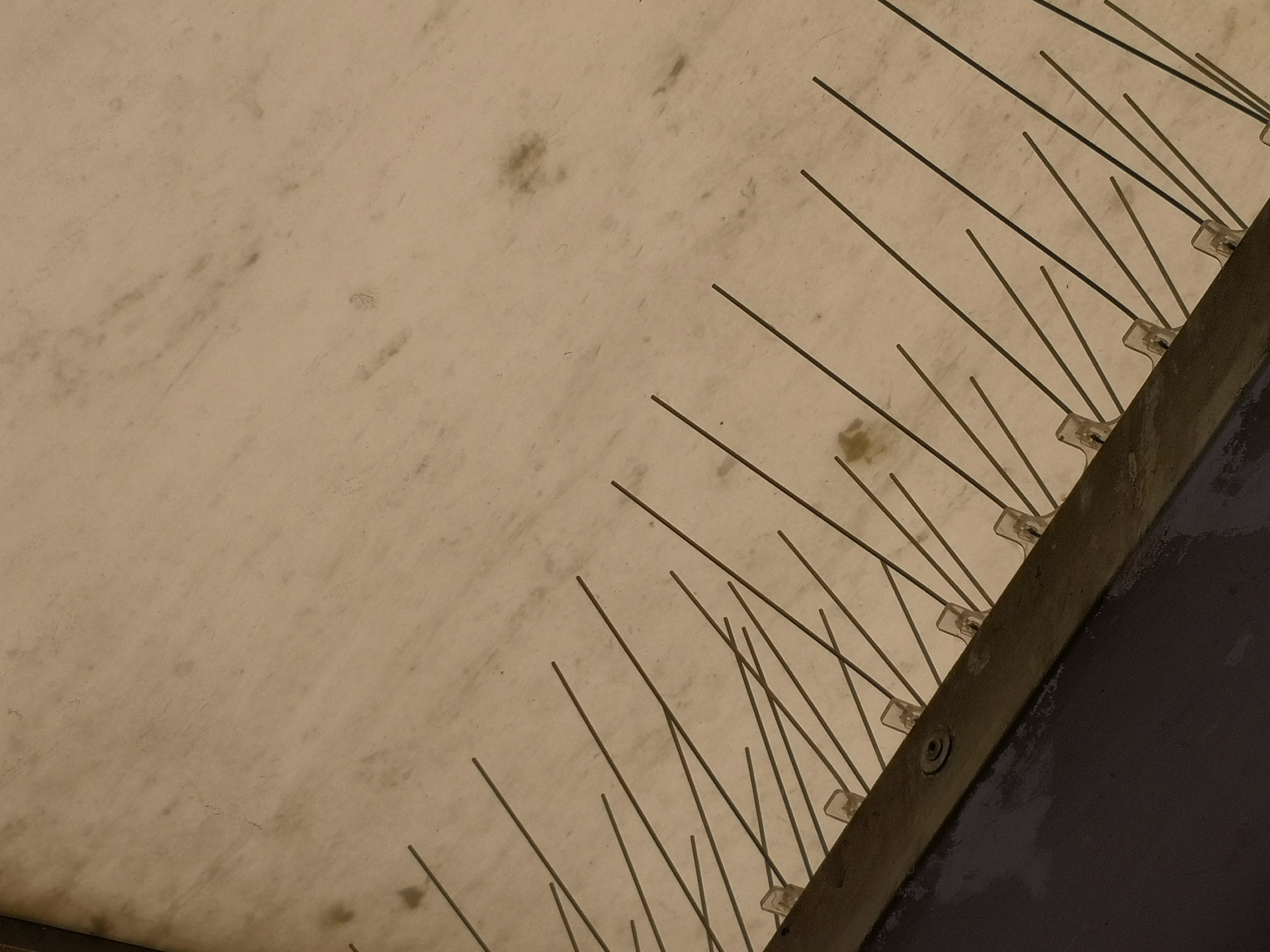 天花板與鳥刺之間的空位不多。(呂諾君攝) 天花板與鳥刺之間的空位不多。(呂諾君攝)