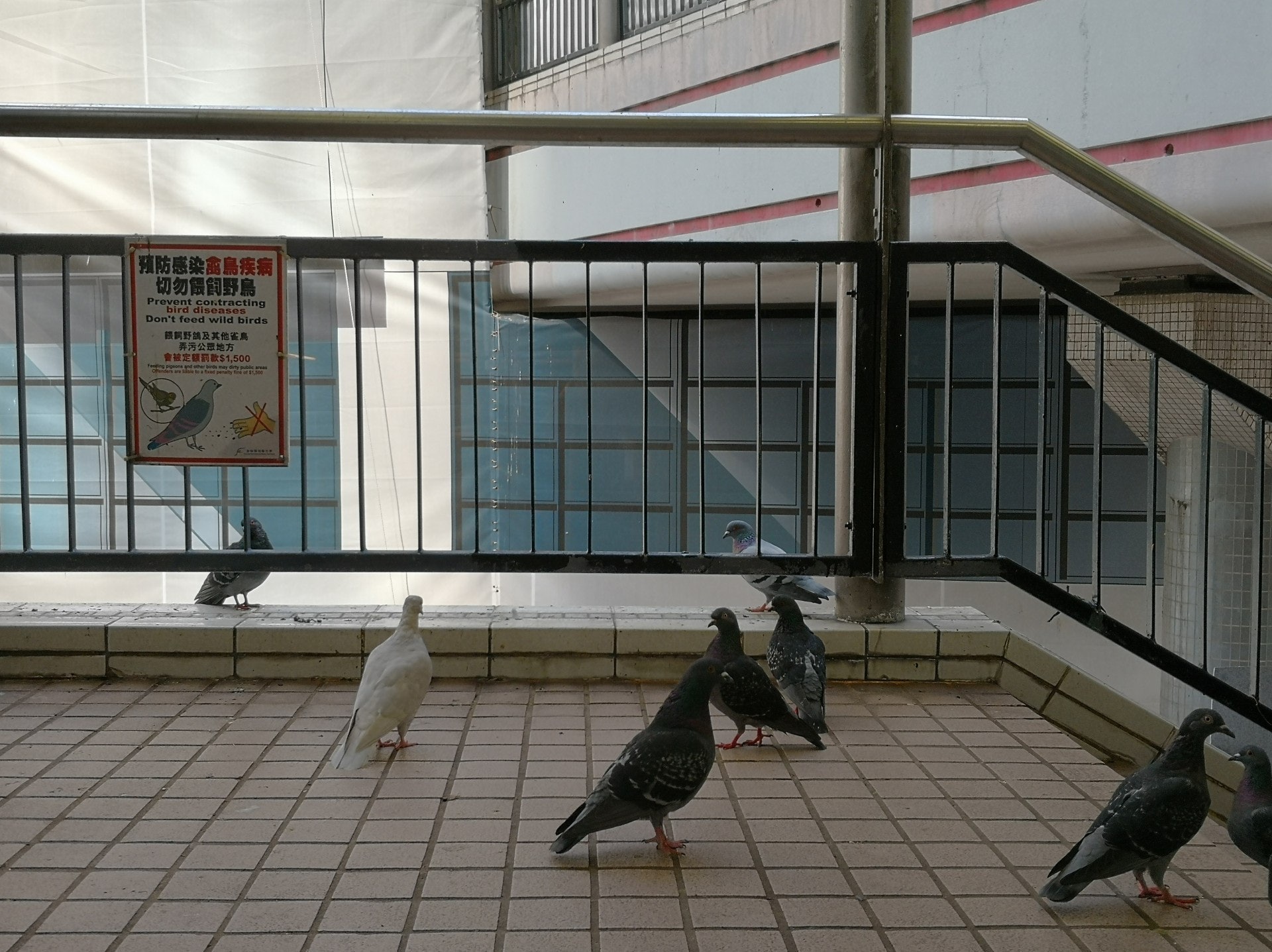該處一帶常有野鴿聚集。(呂諾君攝) 該處一帶常有野鴿聚集。(呂諾君攝)